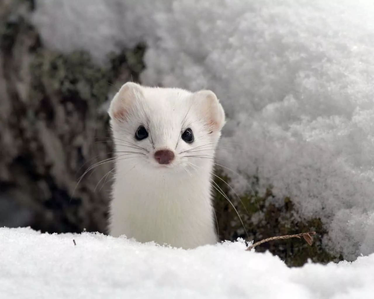Download Winter Ermine Peeking Through
