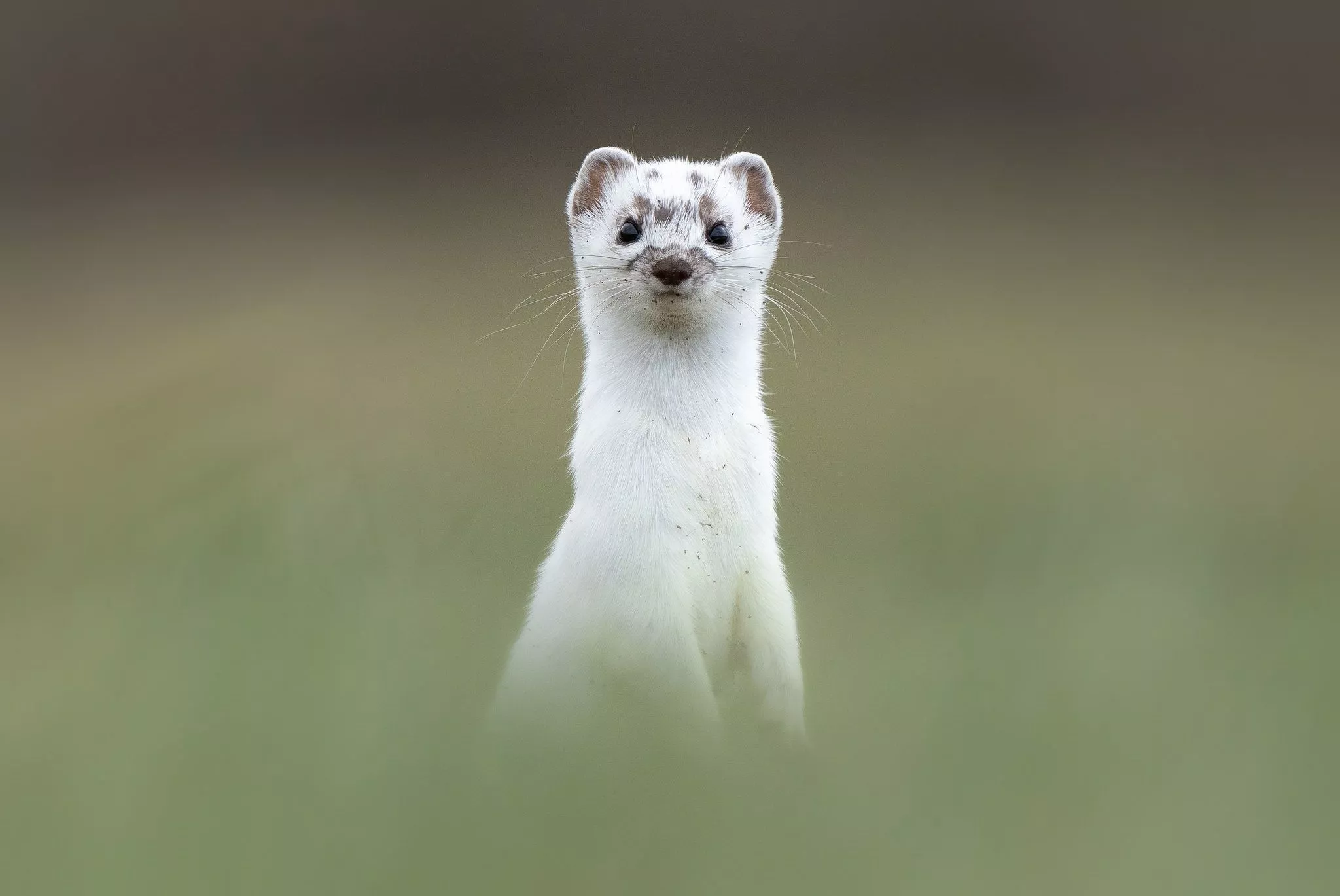 Wallpaper animal, weasel, stand, ermine