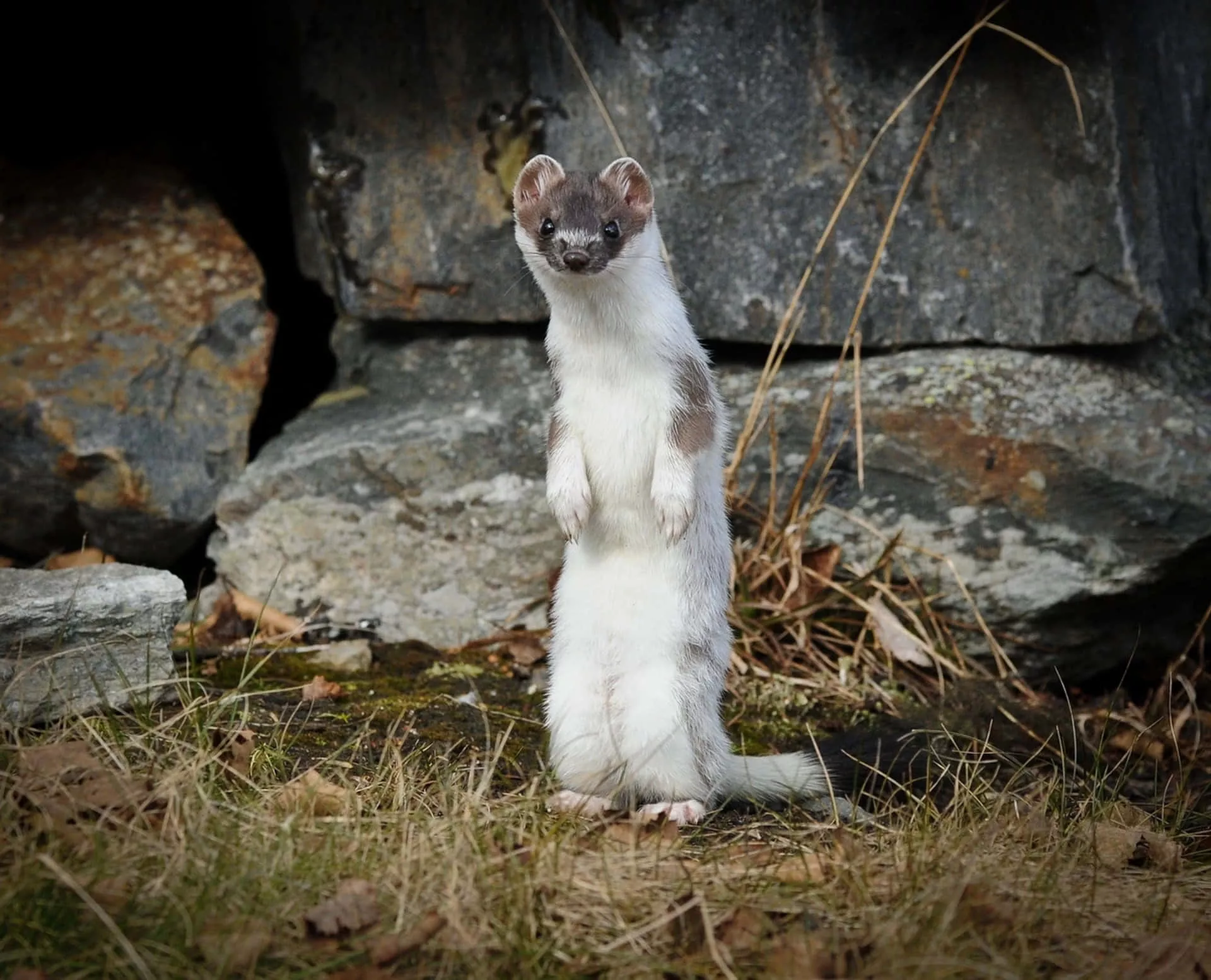 Download Alert Ermine Standing Near
