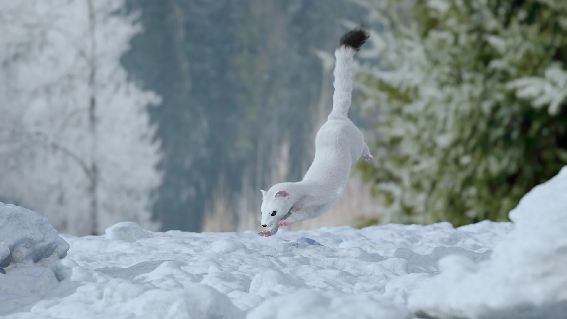 The Rookies work of a second year