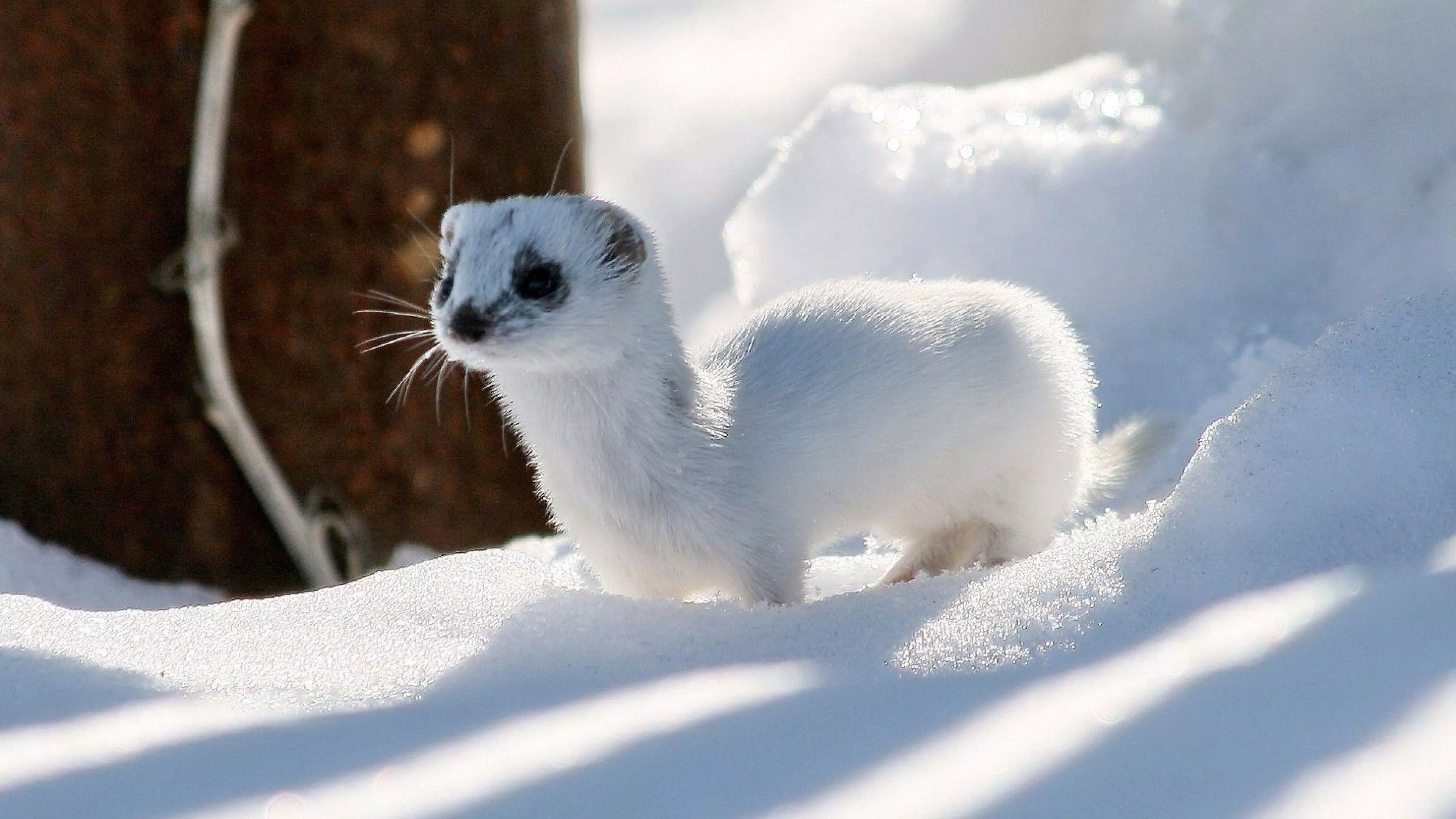 stoat, ermine, wildlife, snow, winter