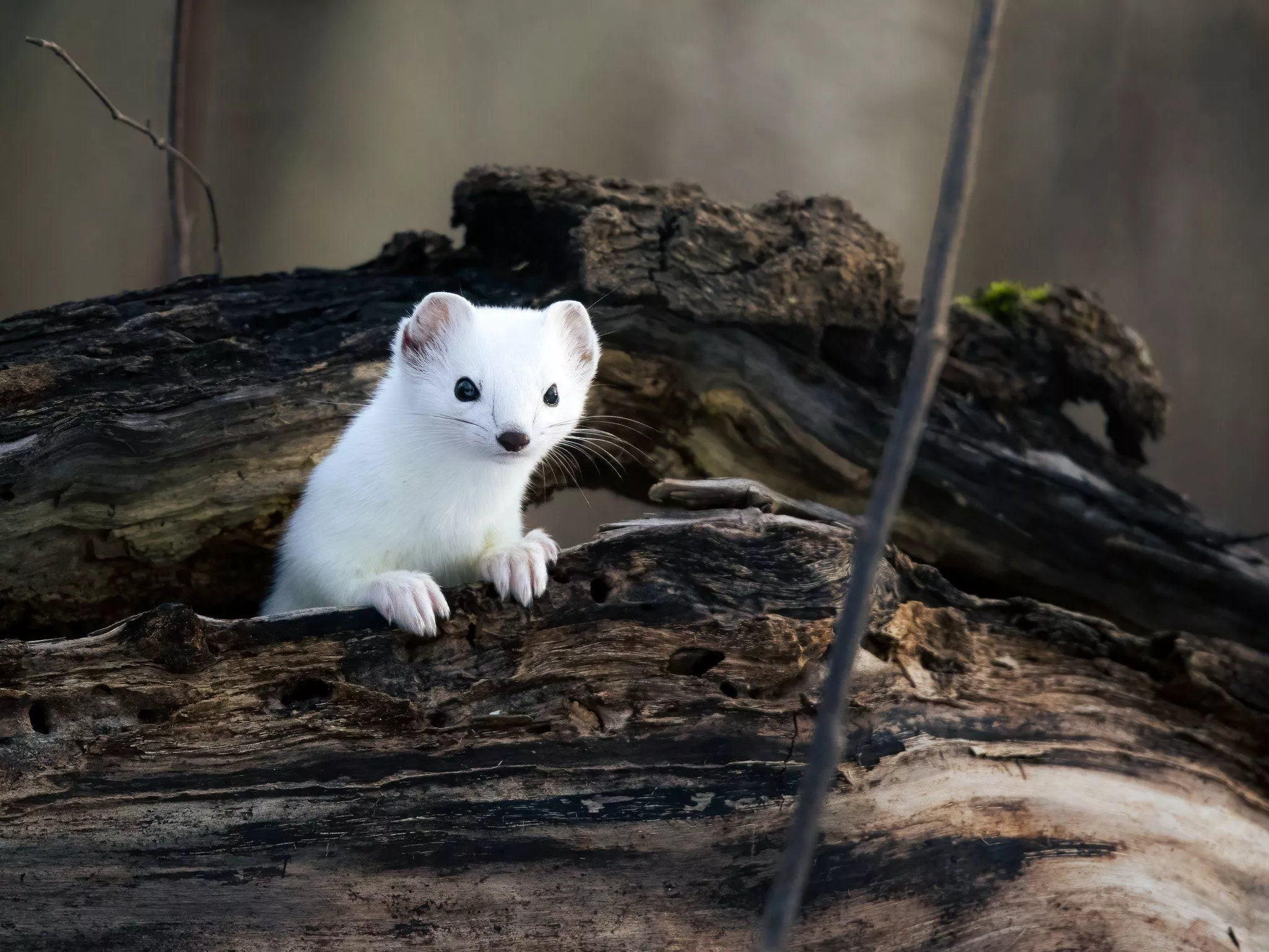 Pataluth Print Store