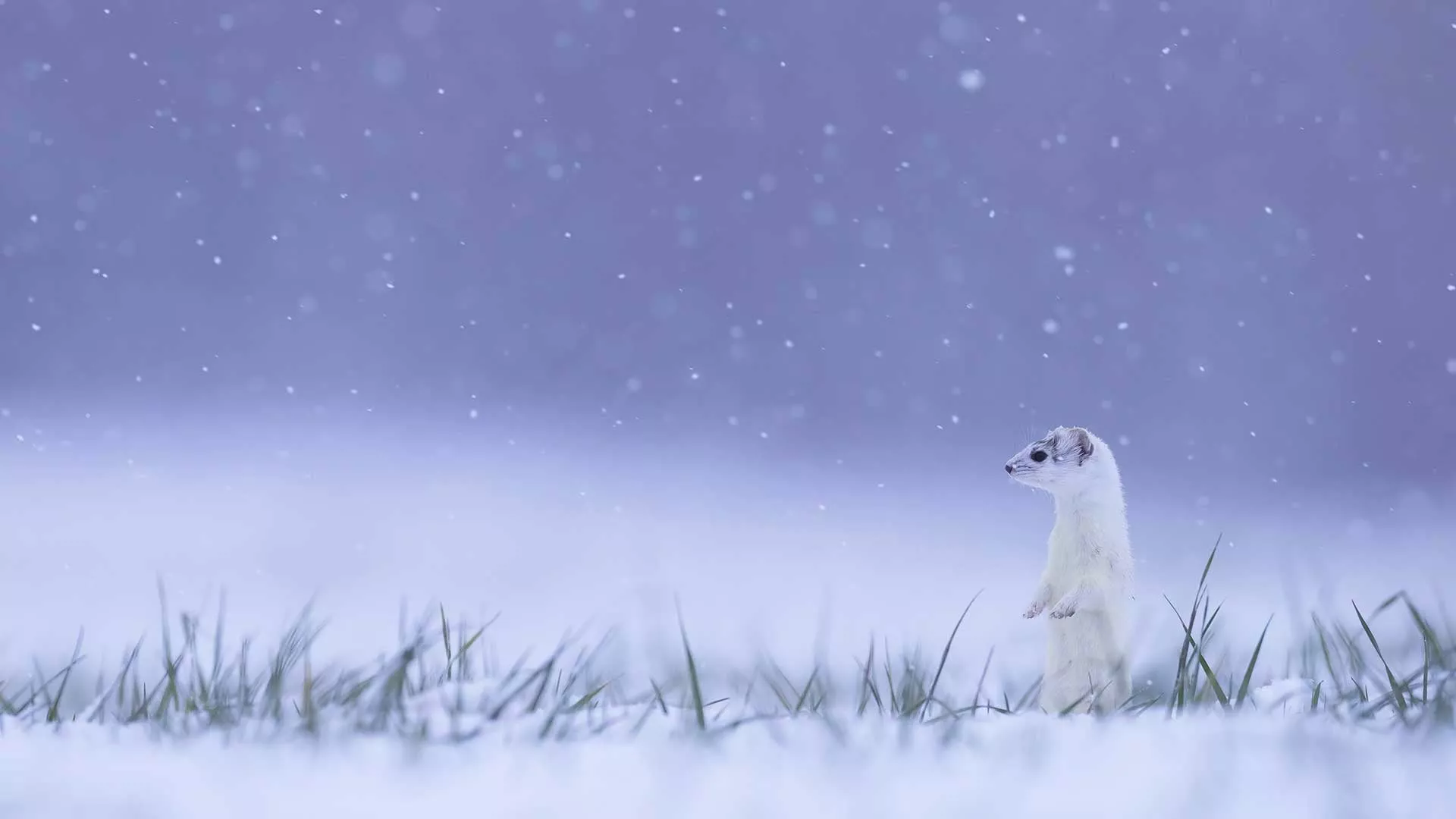 winter, ermine, France, 1080P, Jura HD