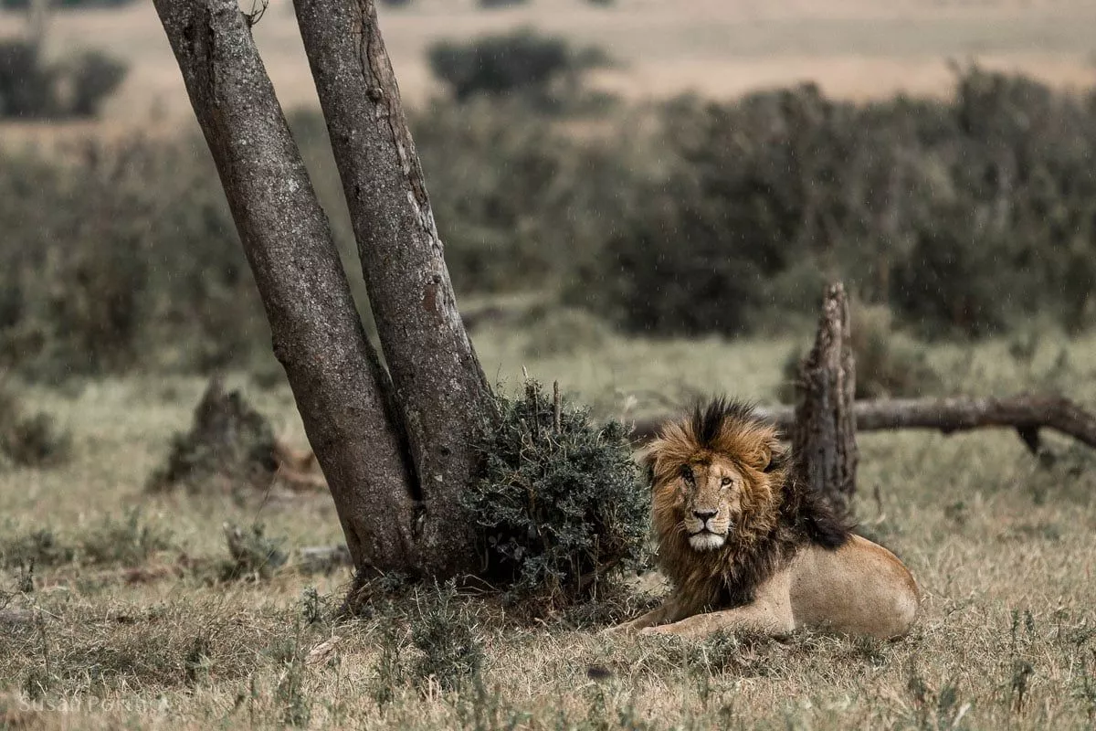 Scarface the Lion: The Masai Mara Legend