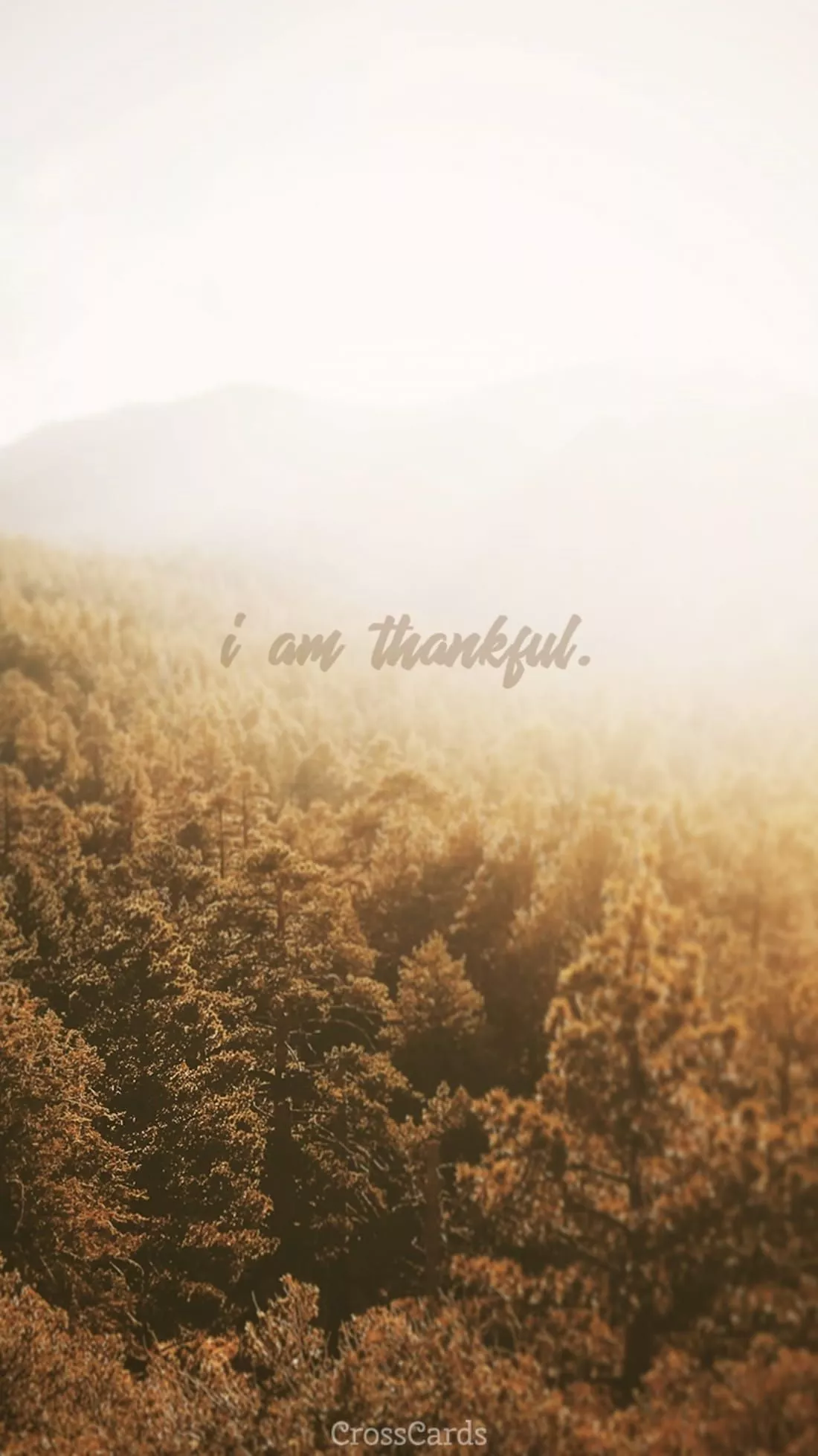 I Am Thankful