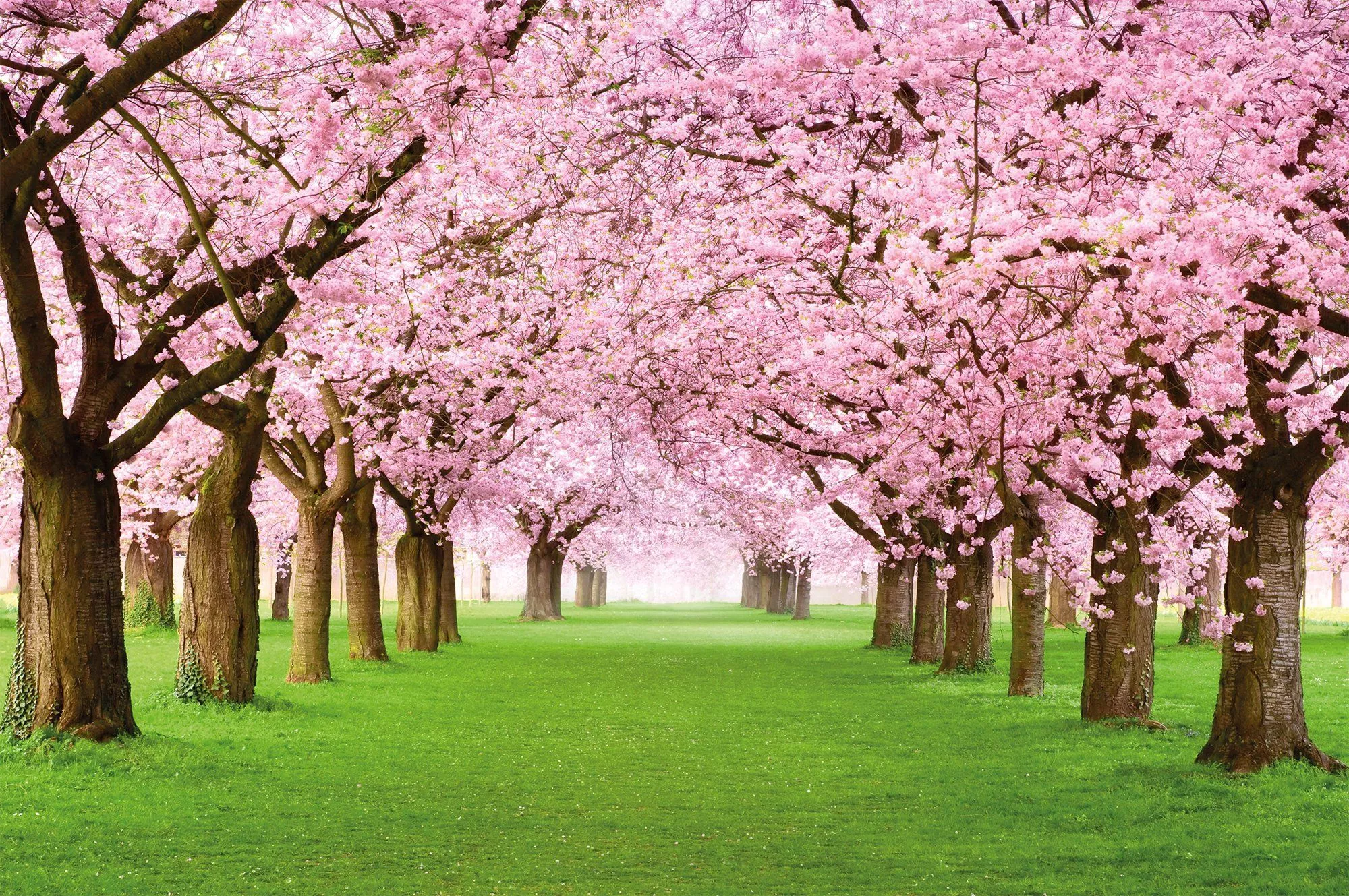 Cherry Blossom Photo Wallpaper Wall