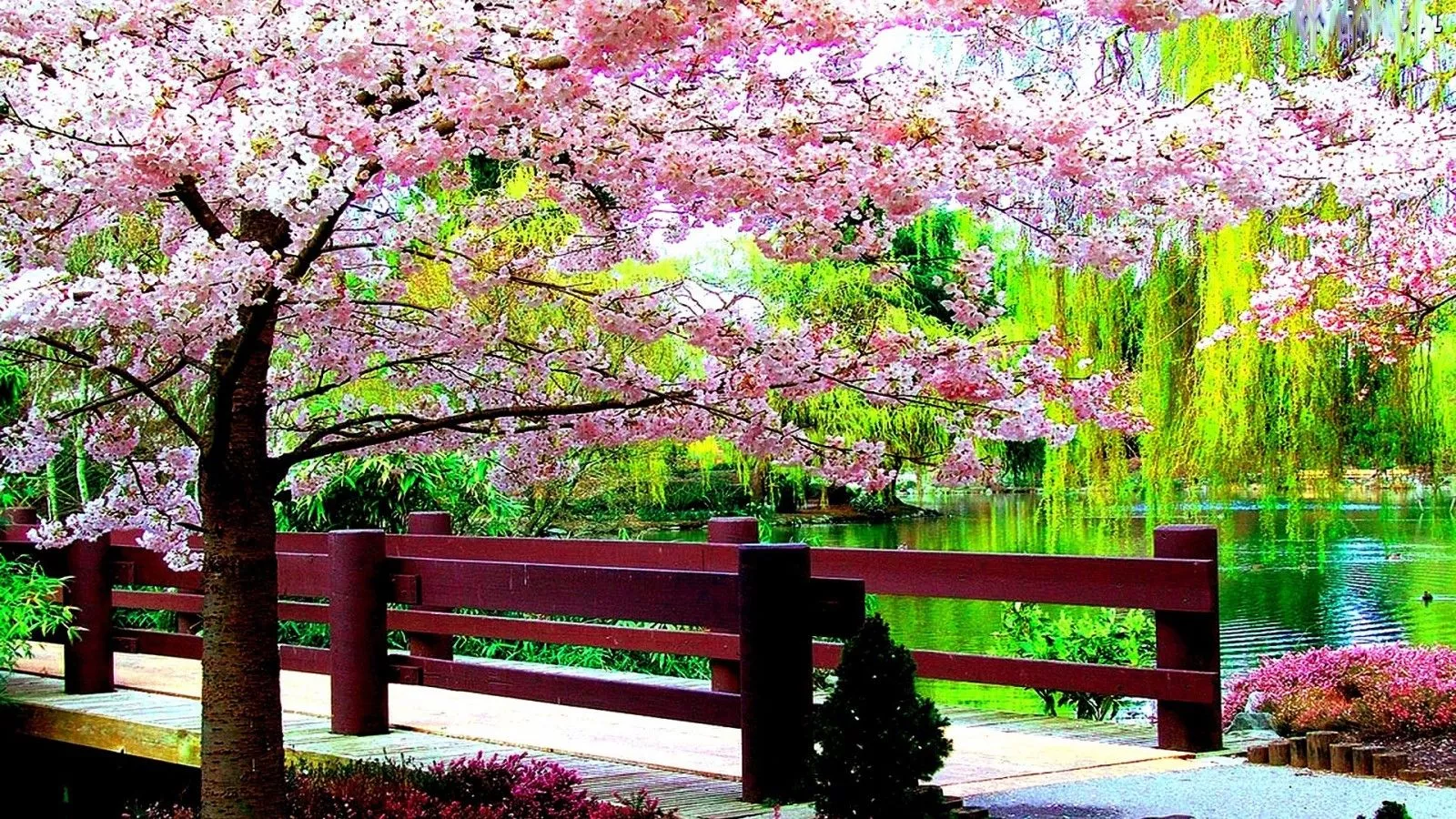 Beautiful Pink Blossom Flowers With