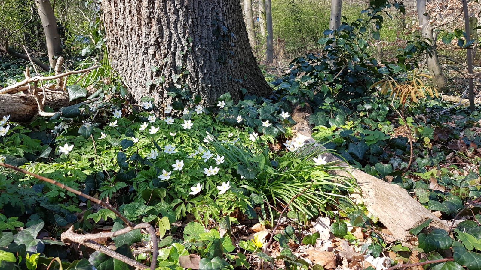 Crazy For Cottagecore