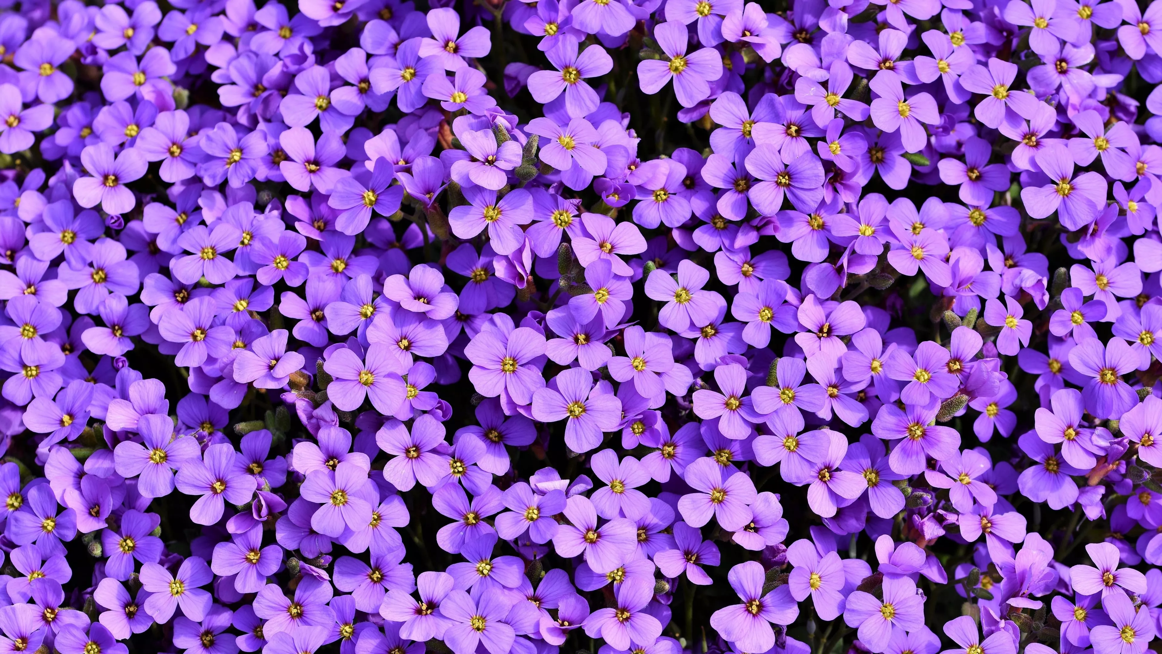 Aubrieta Wallpaper 4K, Violet flowers