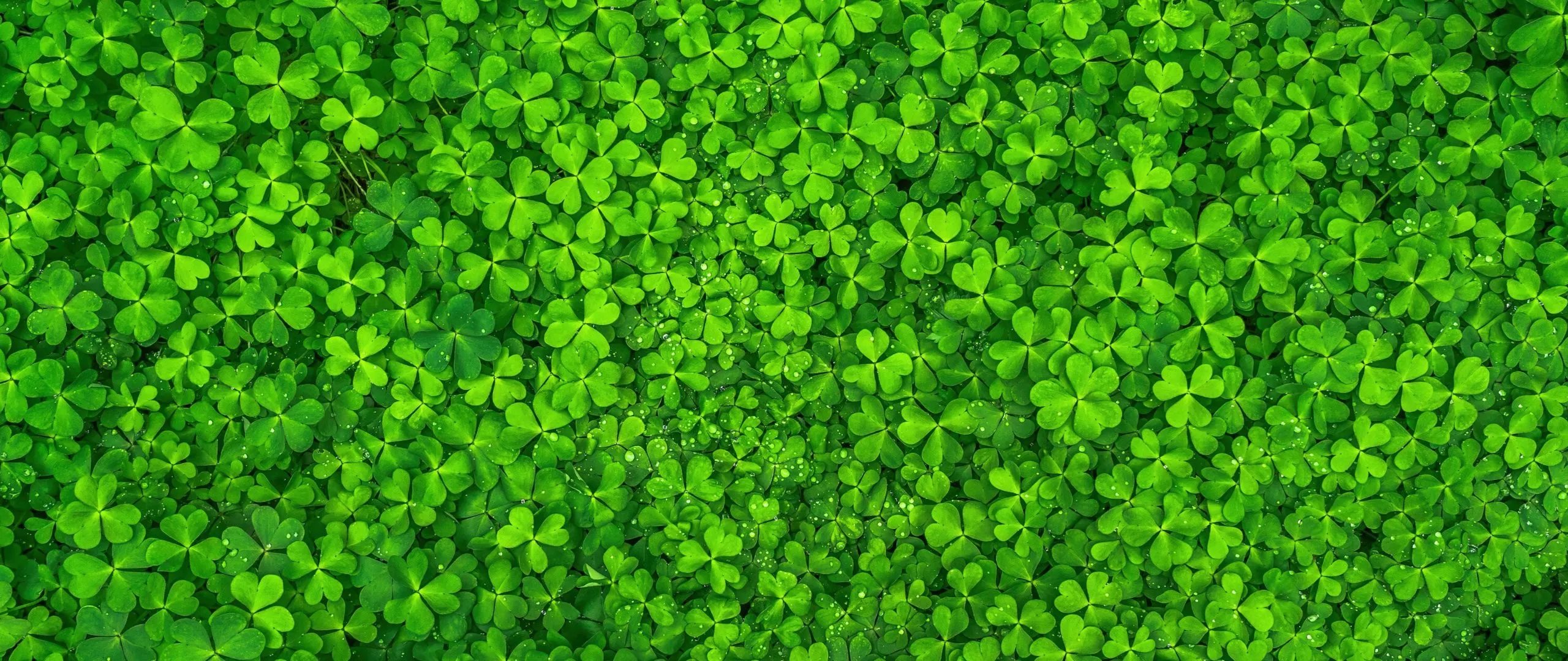 Wallpaper 4K, Shamrock, Clover