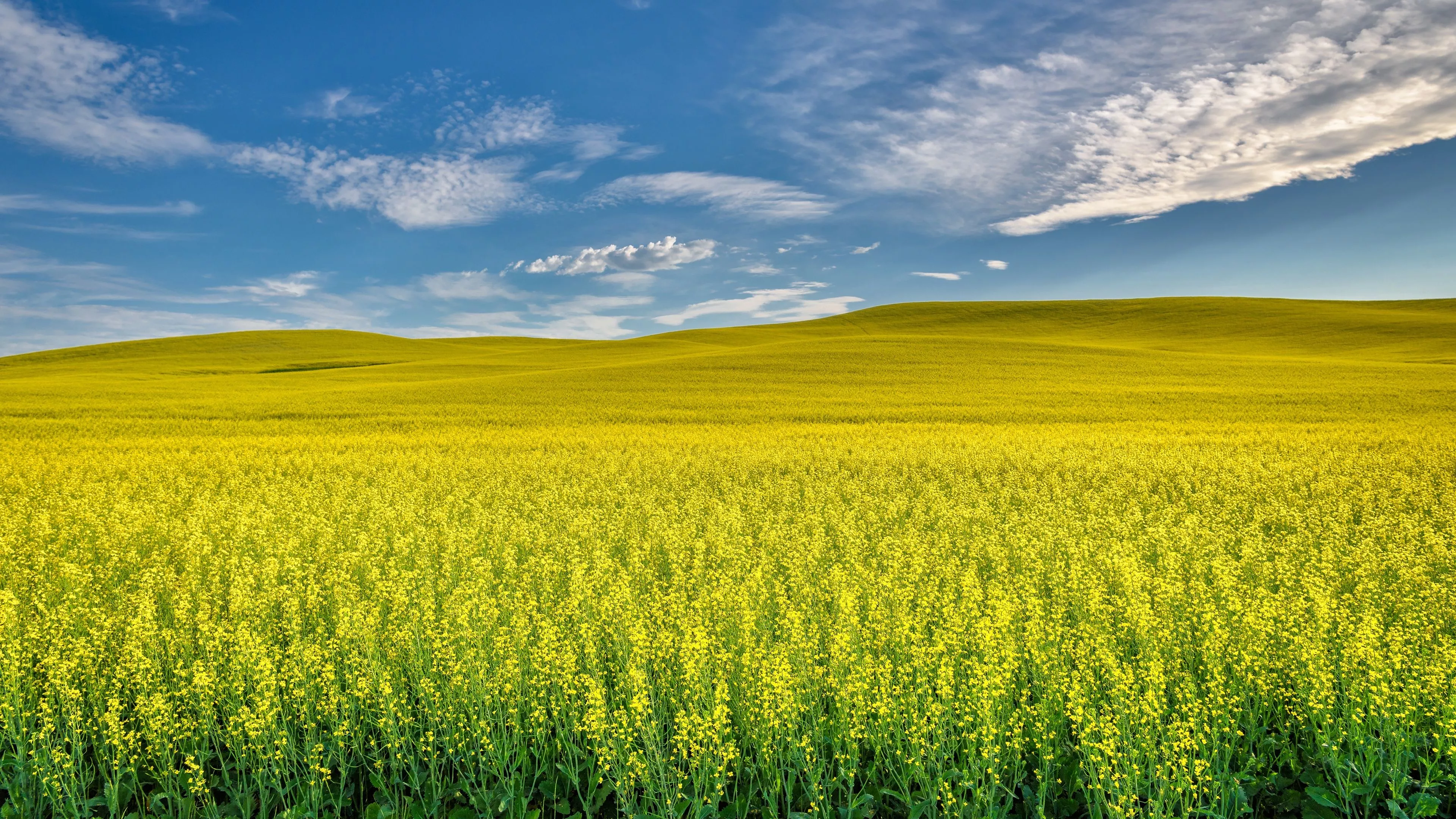 Rapeseed 4k Green Field Wallpaper, HD