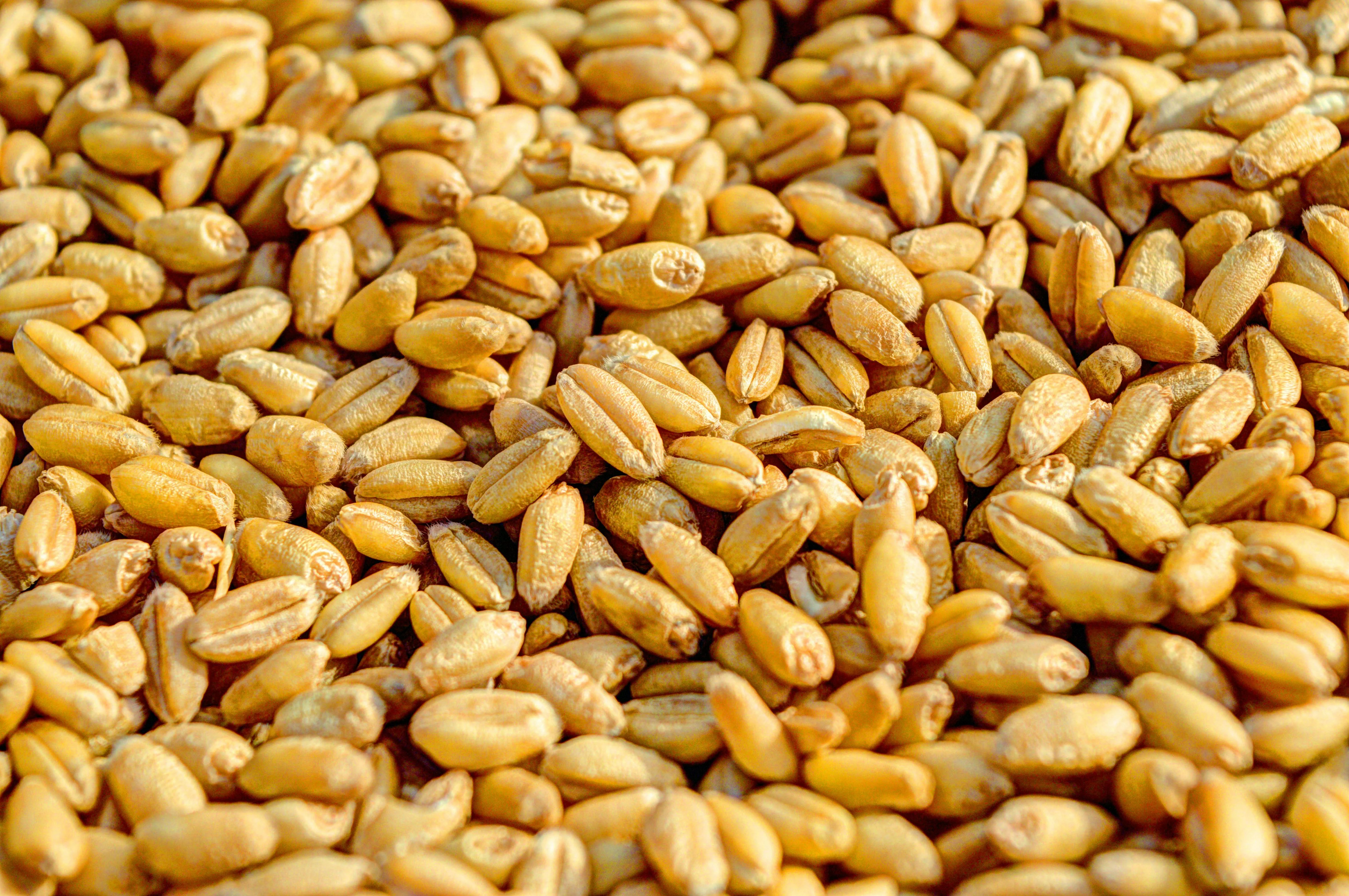 Seed & HD Image