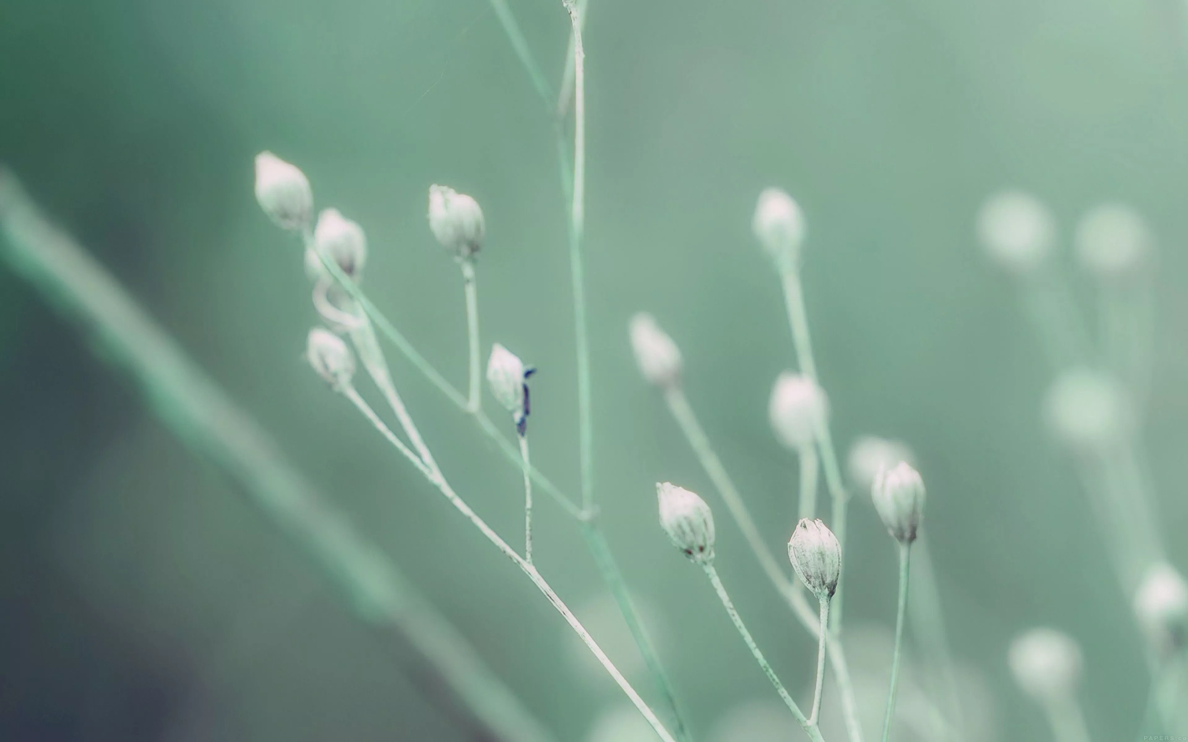 Seed Flower Nature Green