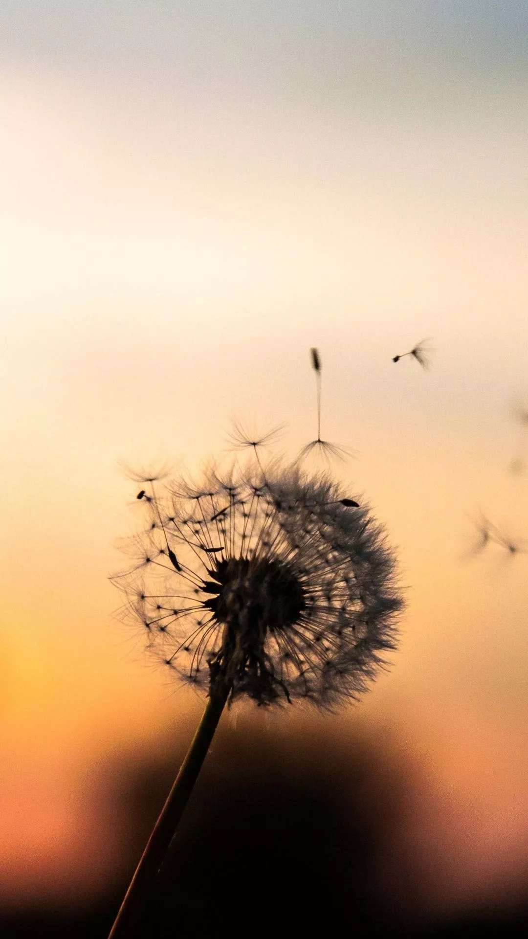 Dandelion With Floating Seed Heads
