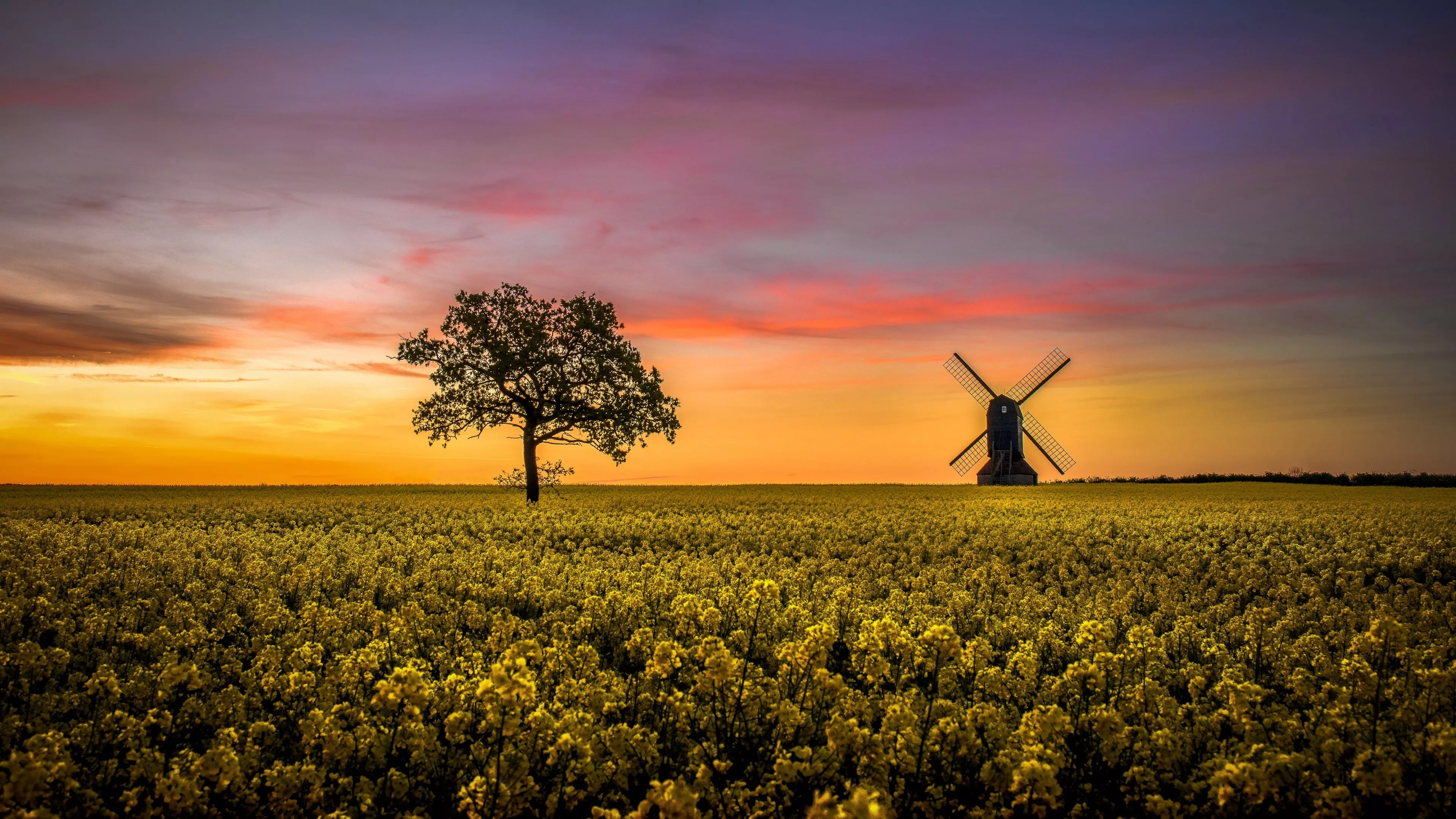Rapeseed 4k Field Wallpaper, HD Nature