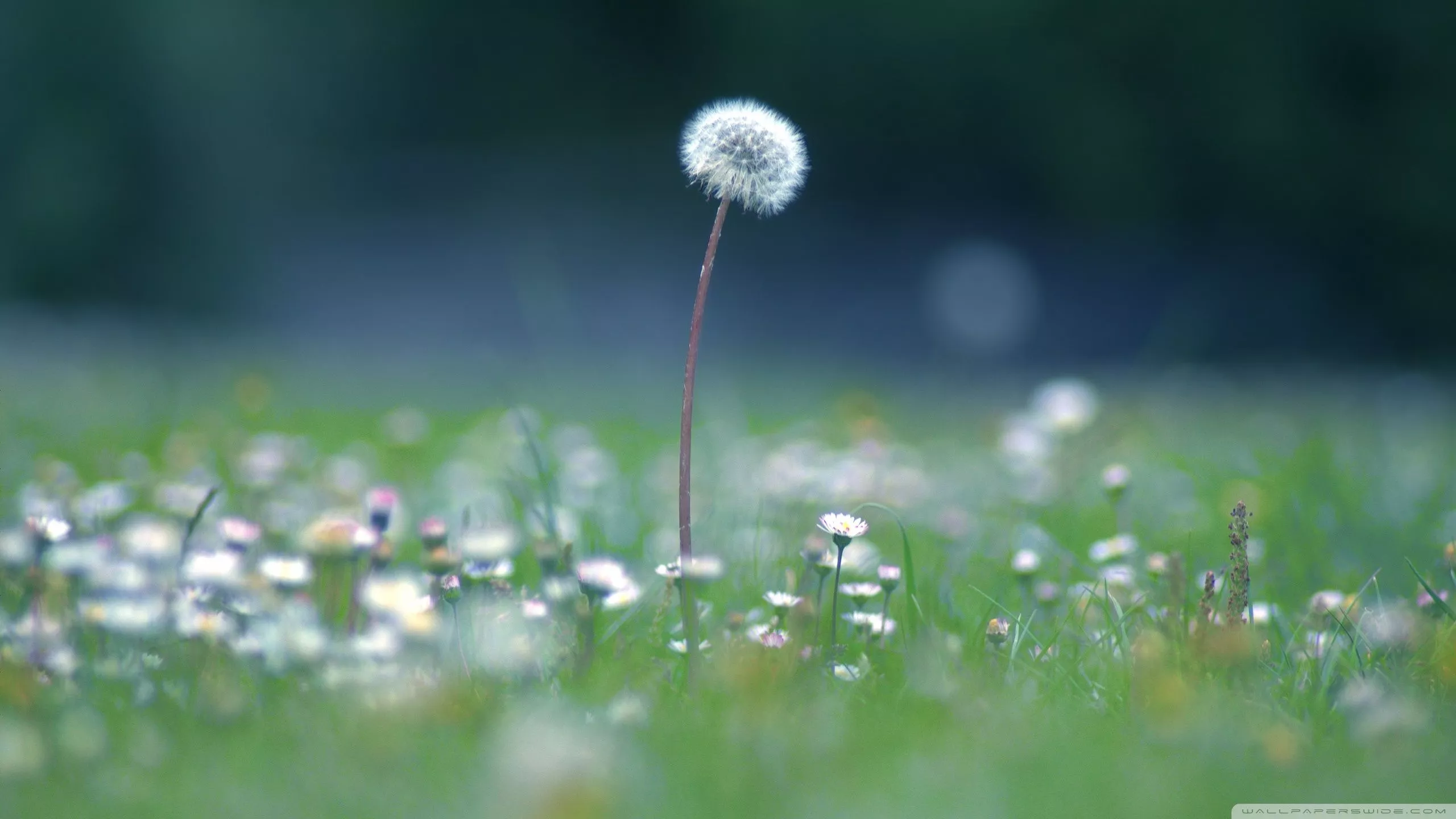 Dandelion Seed Head Ultra HD Wallpaper