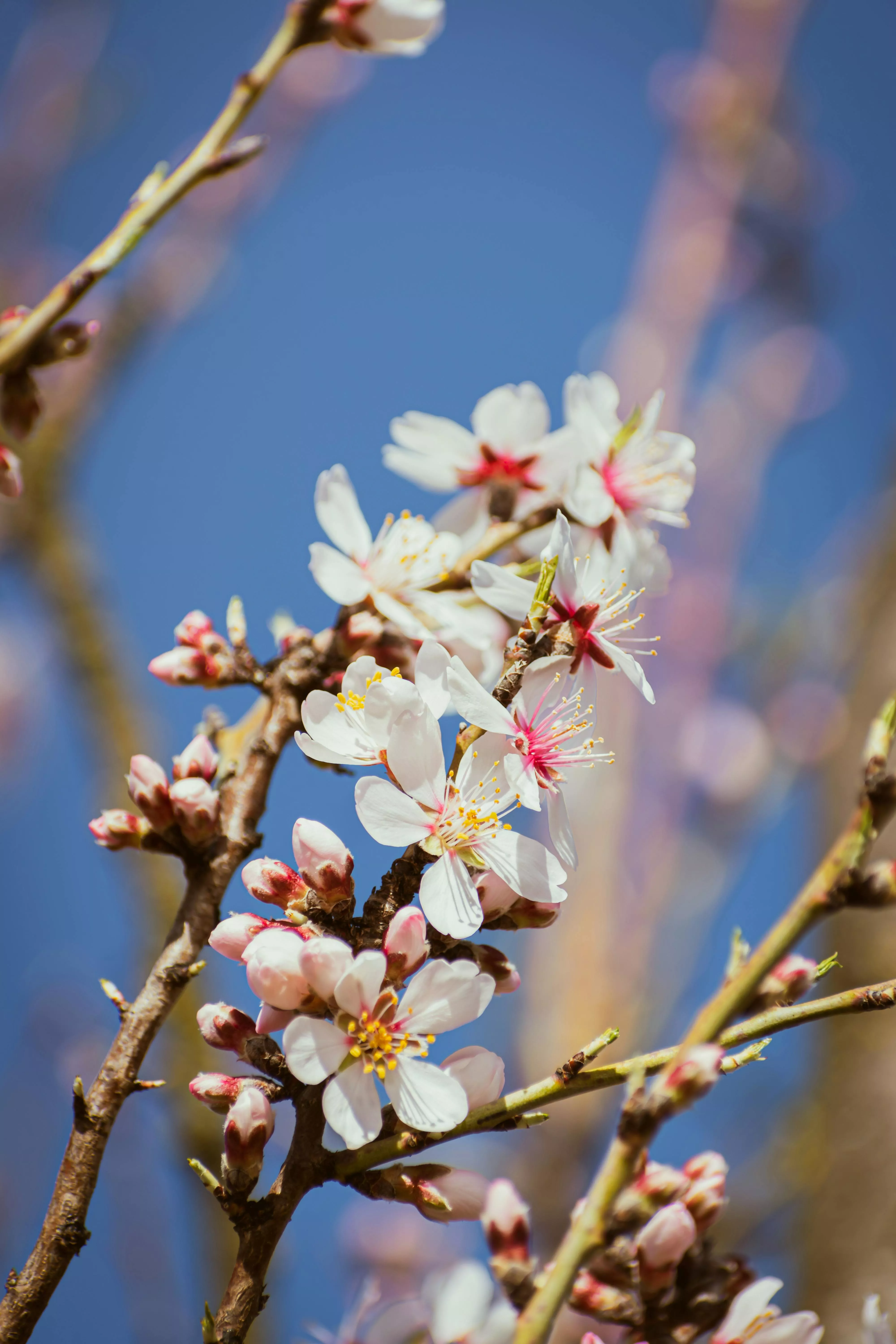 flowering almond tree · Free