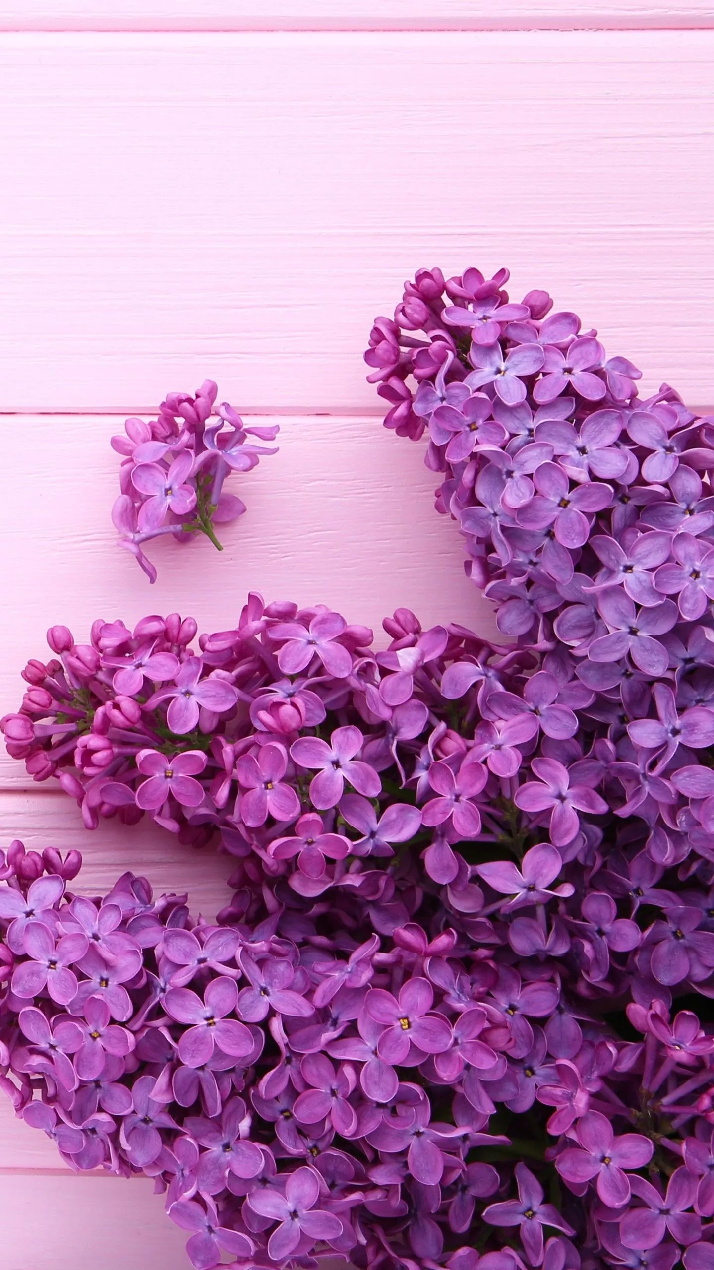 Purple Flowers Plants In Pink