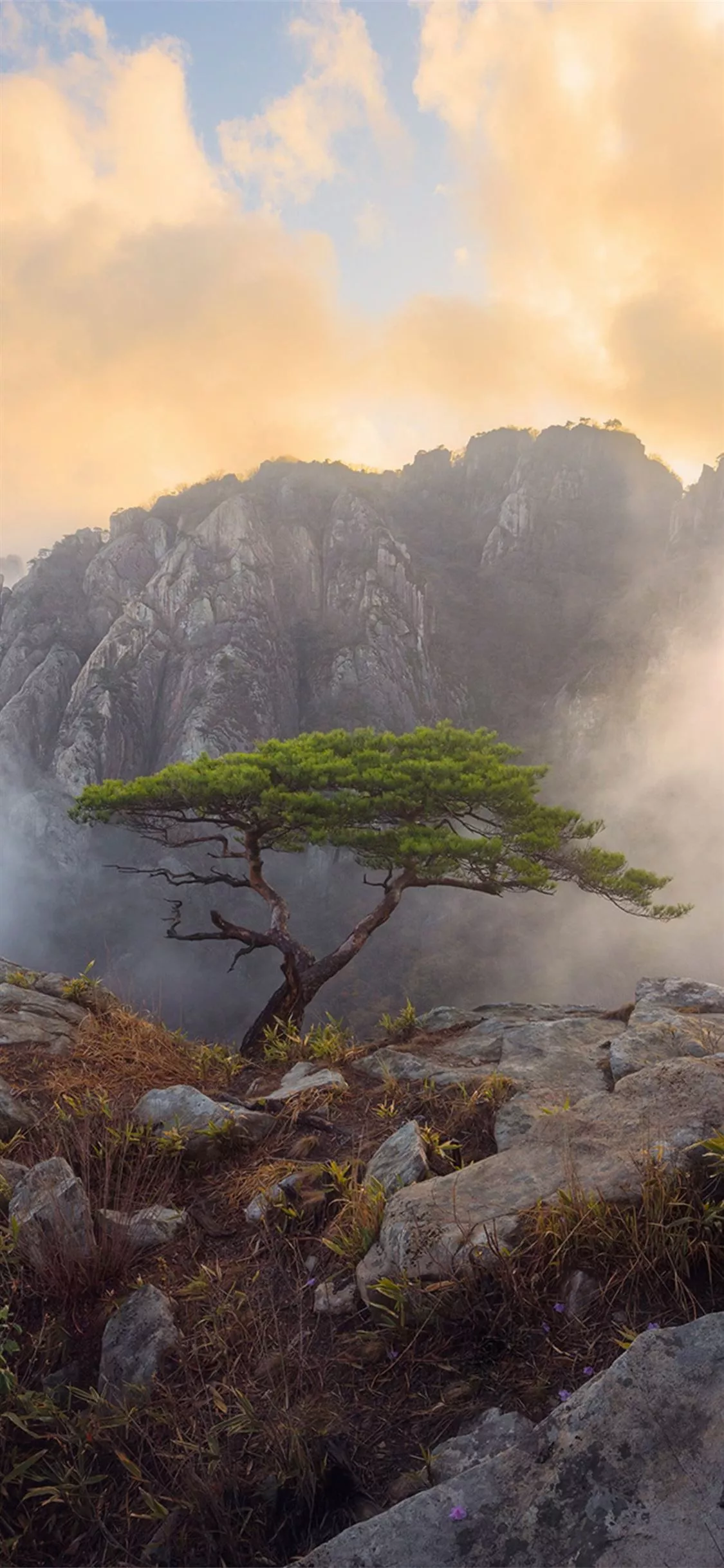 daedunsan south korea iPhone X