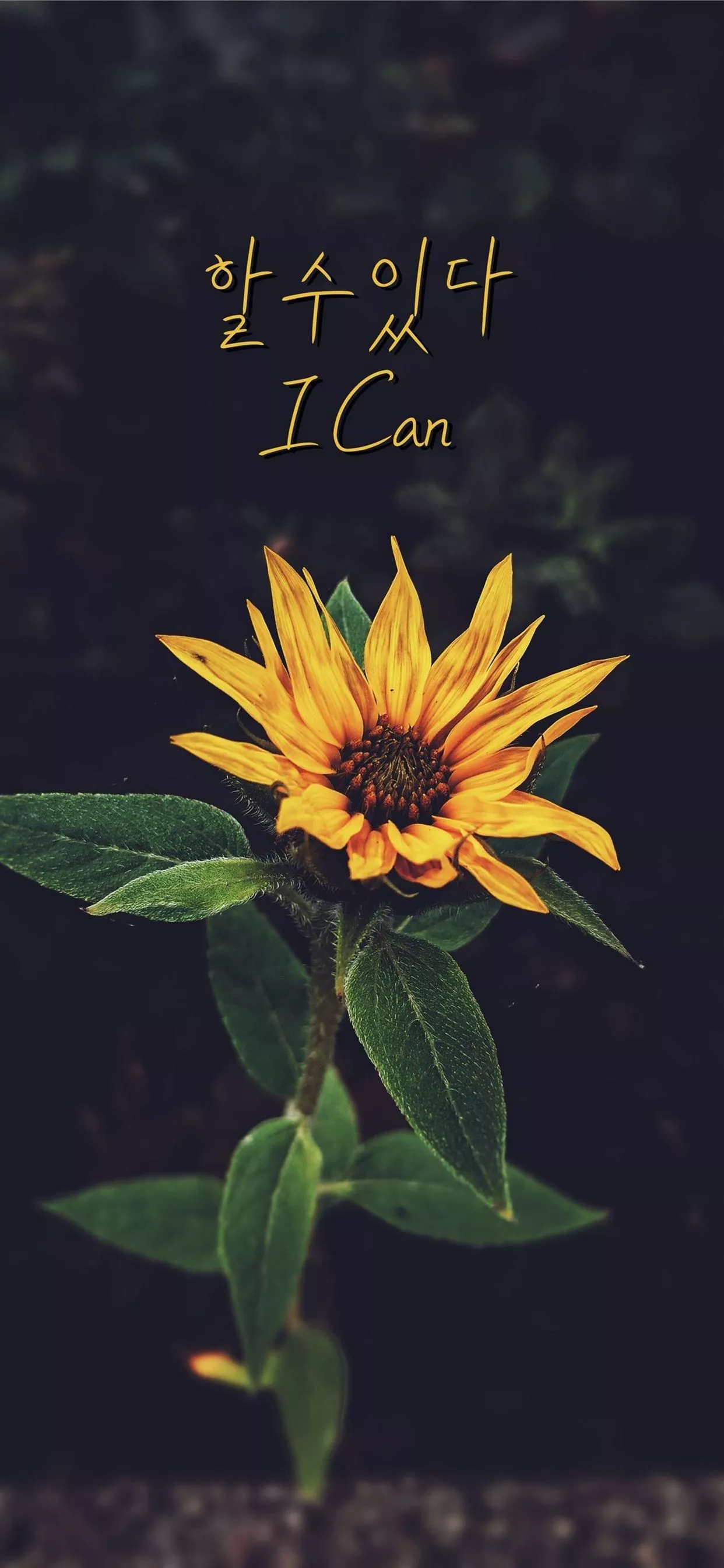 south korea flag iPhone Wallpaper Free