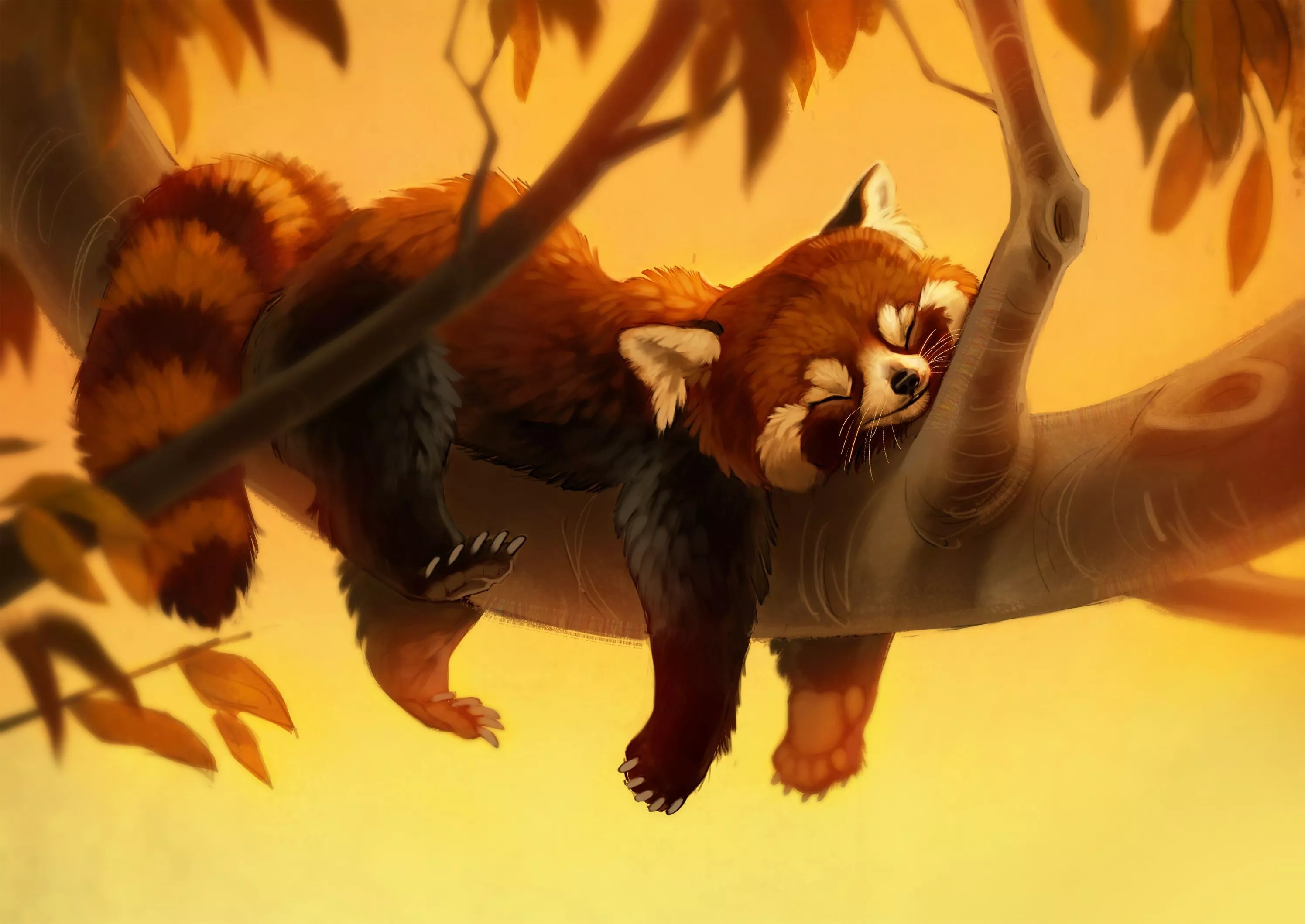 Download Animal Red Panda HD Wallpaper
