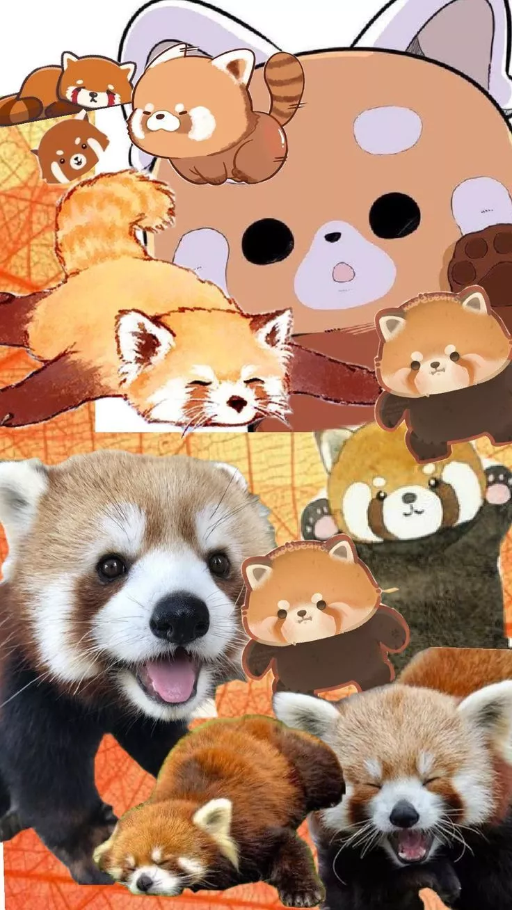 красные панды ❤️