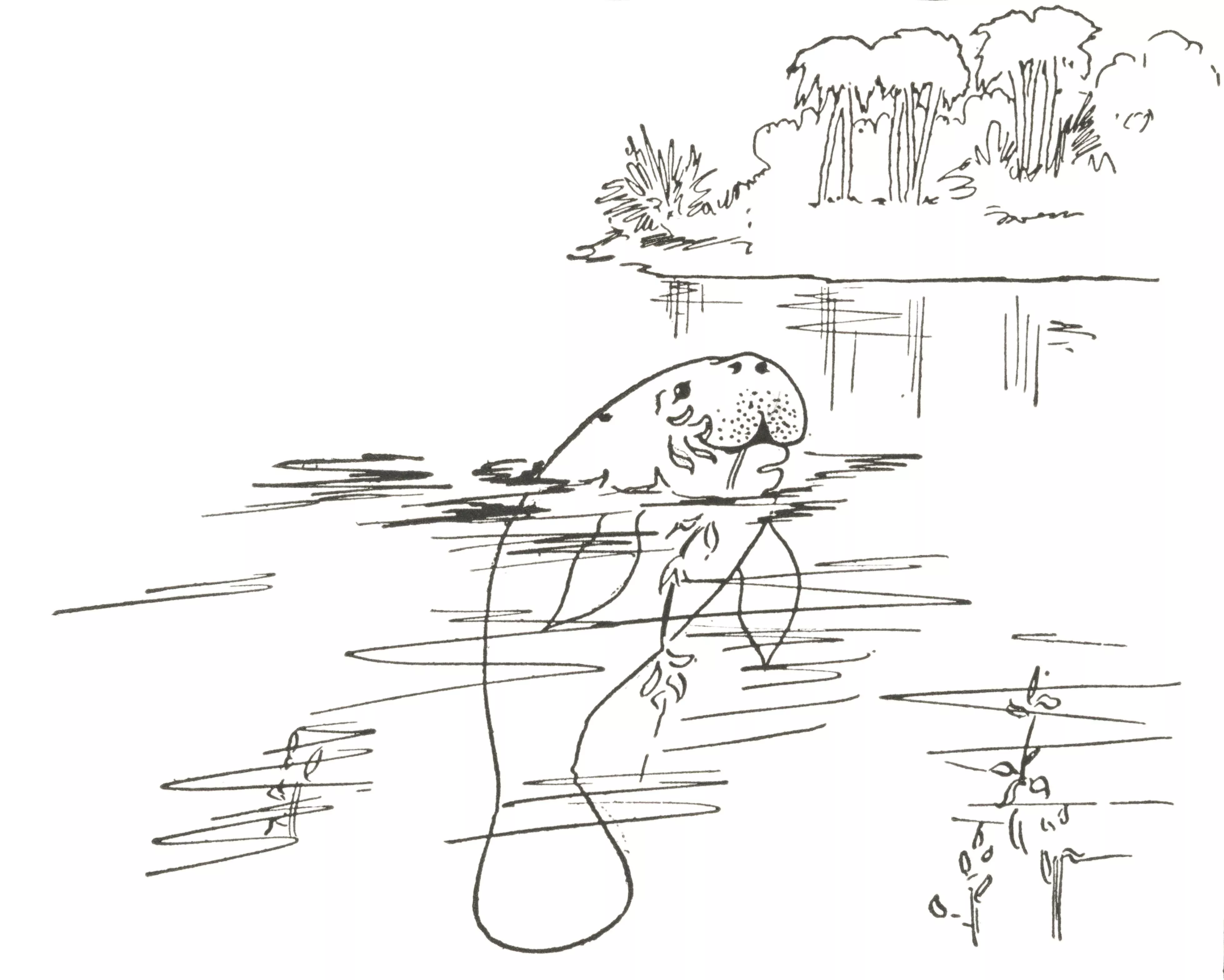 Draw Manatee (Easy Step by Step!)