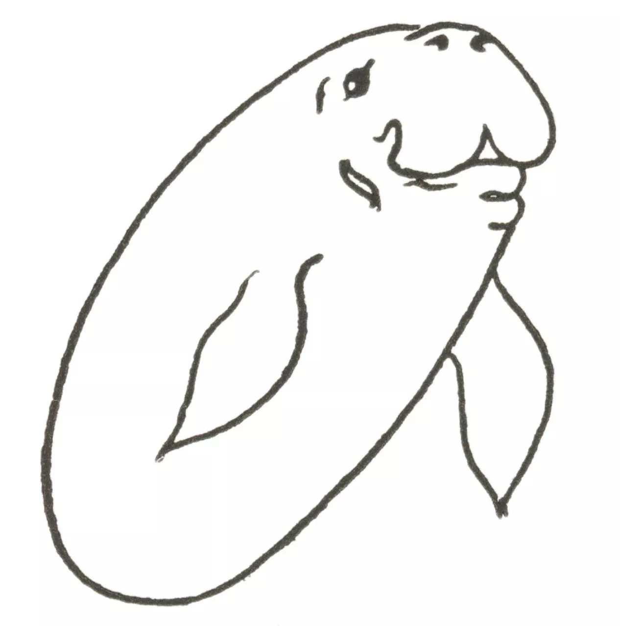 Draw Manatee (Easy Step by Step!)