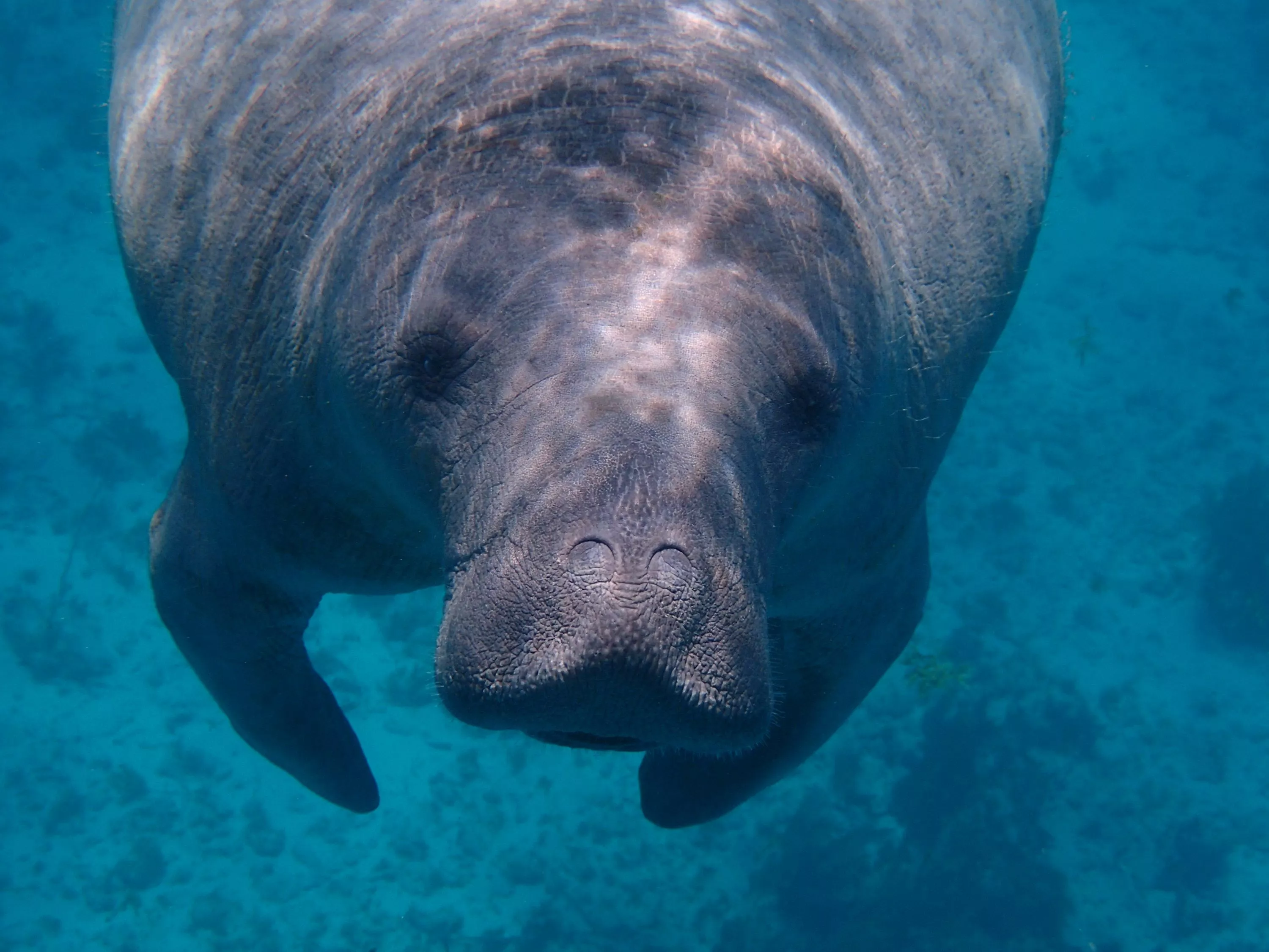 Manatee Picture. Download Free Image