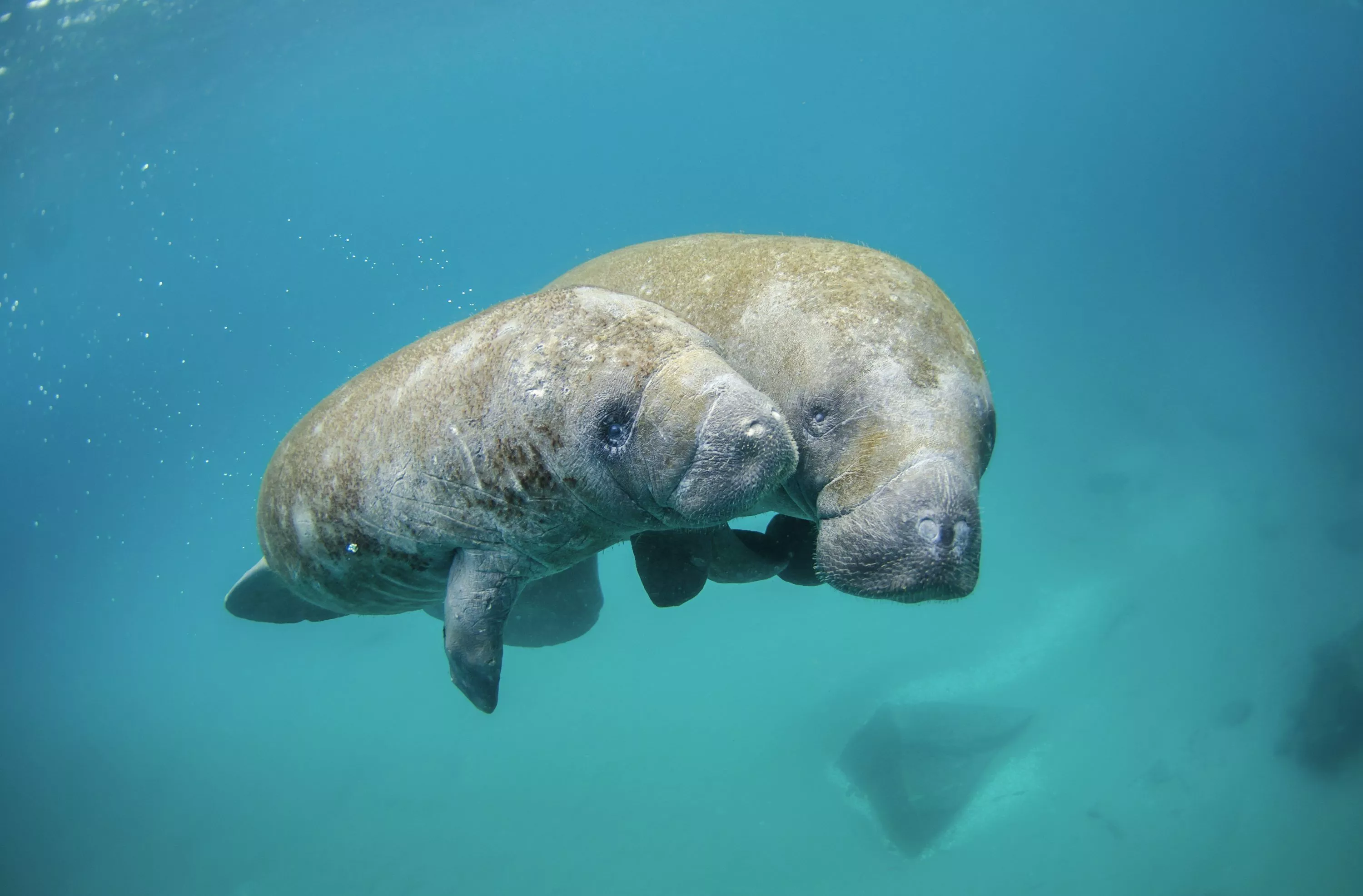 Manatee Picture. Download Free Image
