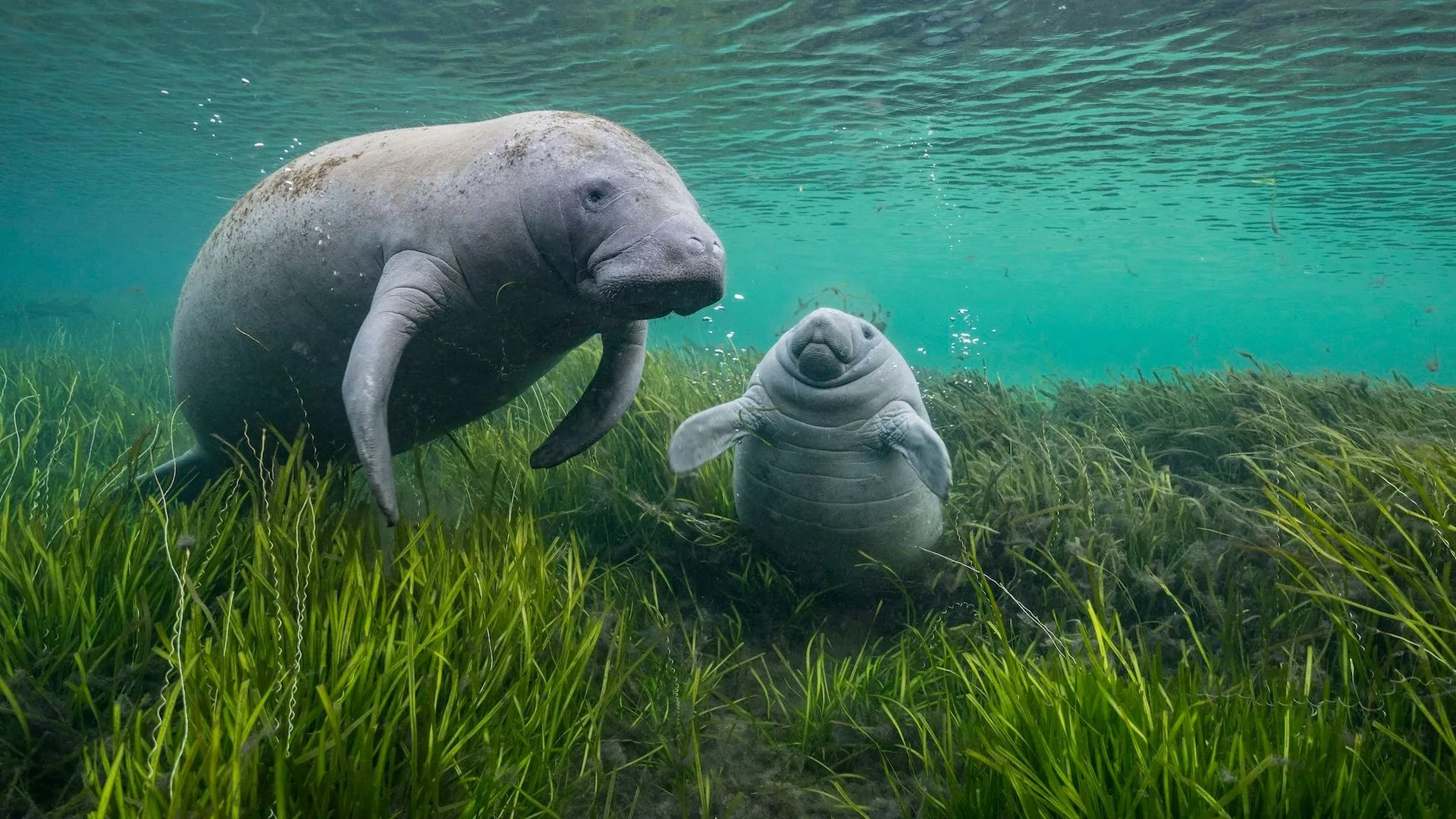 Manatee mother and calf