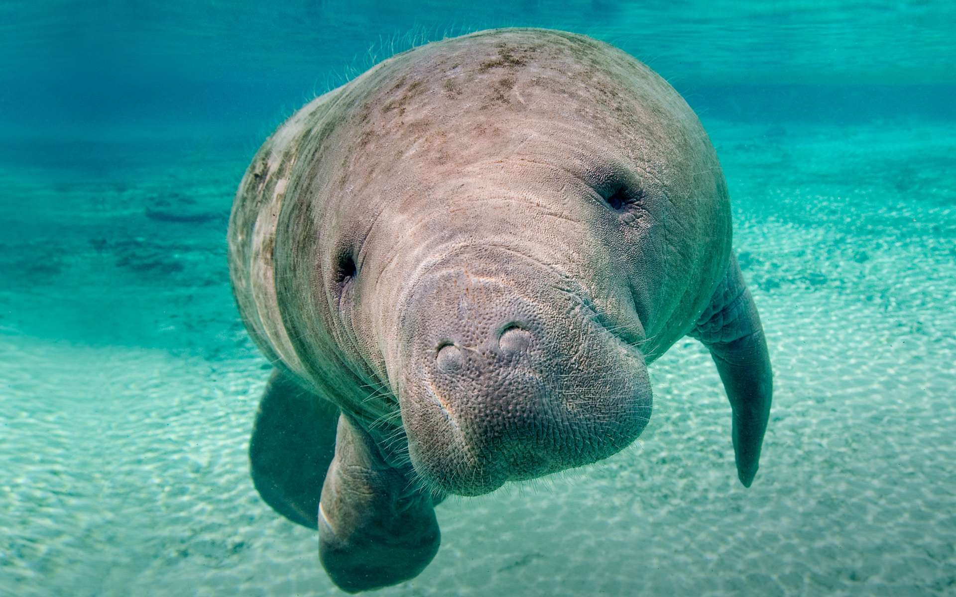 Stunning Manatee HD Wallpaper: A Gentle
