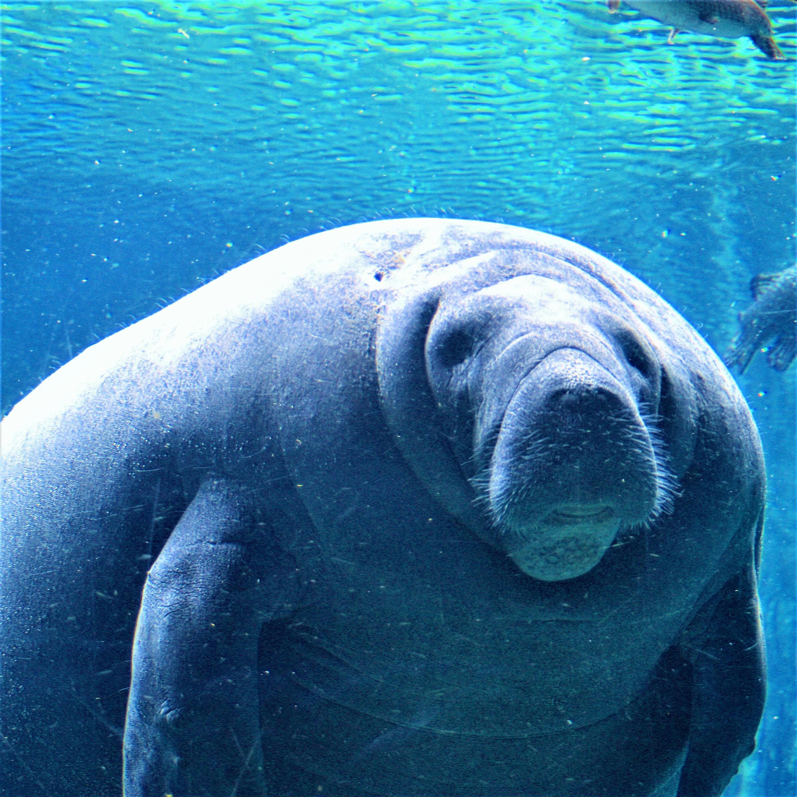 Manatees Underwater · Free