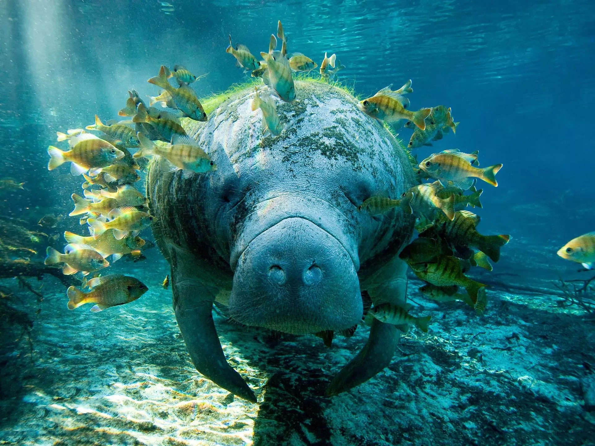 Download Animal Manatee HD Wallpaper