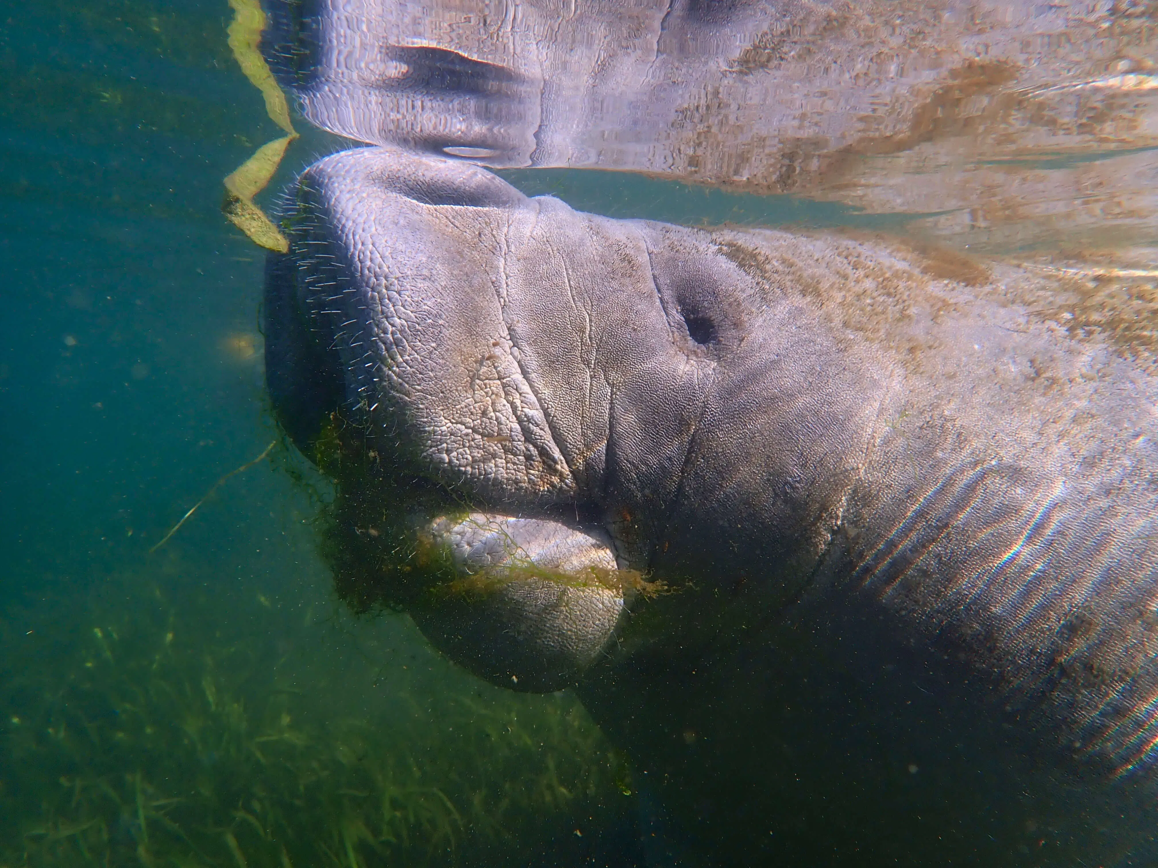 Cute Manatee Photo to Make You Smile