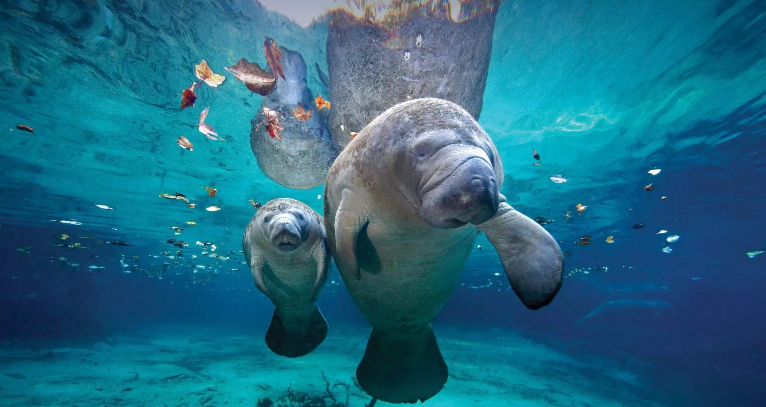 manatees Springs Florida