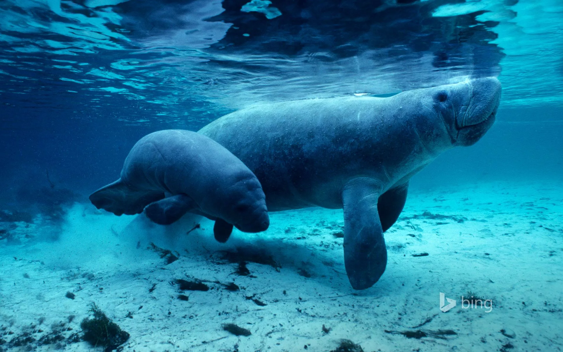 West Indian manatees in the Crystal