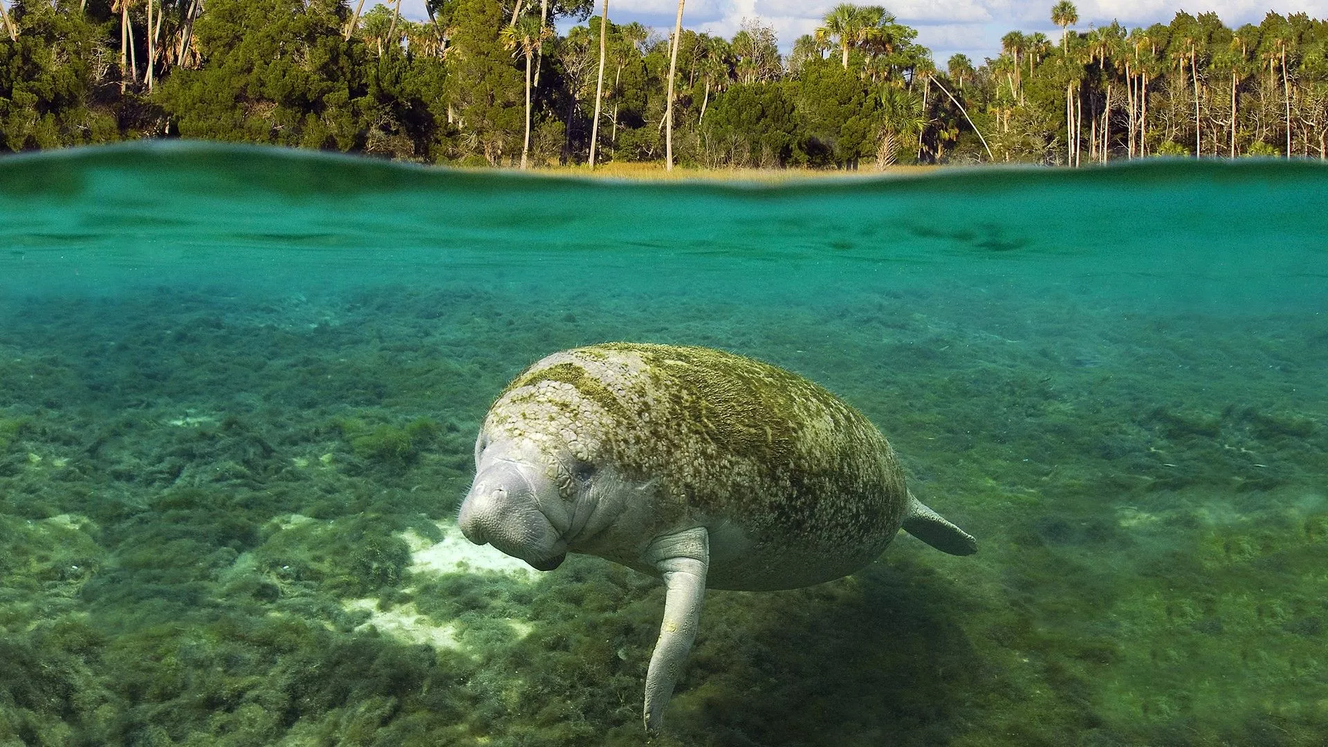 Subadult Florida manatee Trichechus