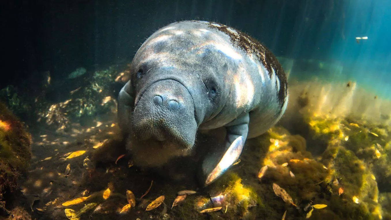 How do manatees stay hydrated?