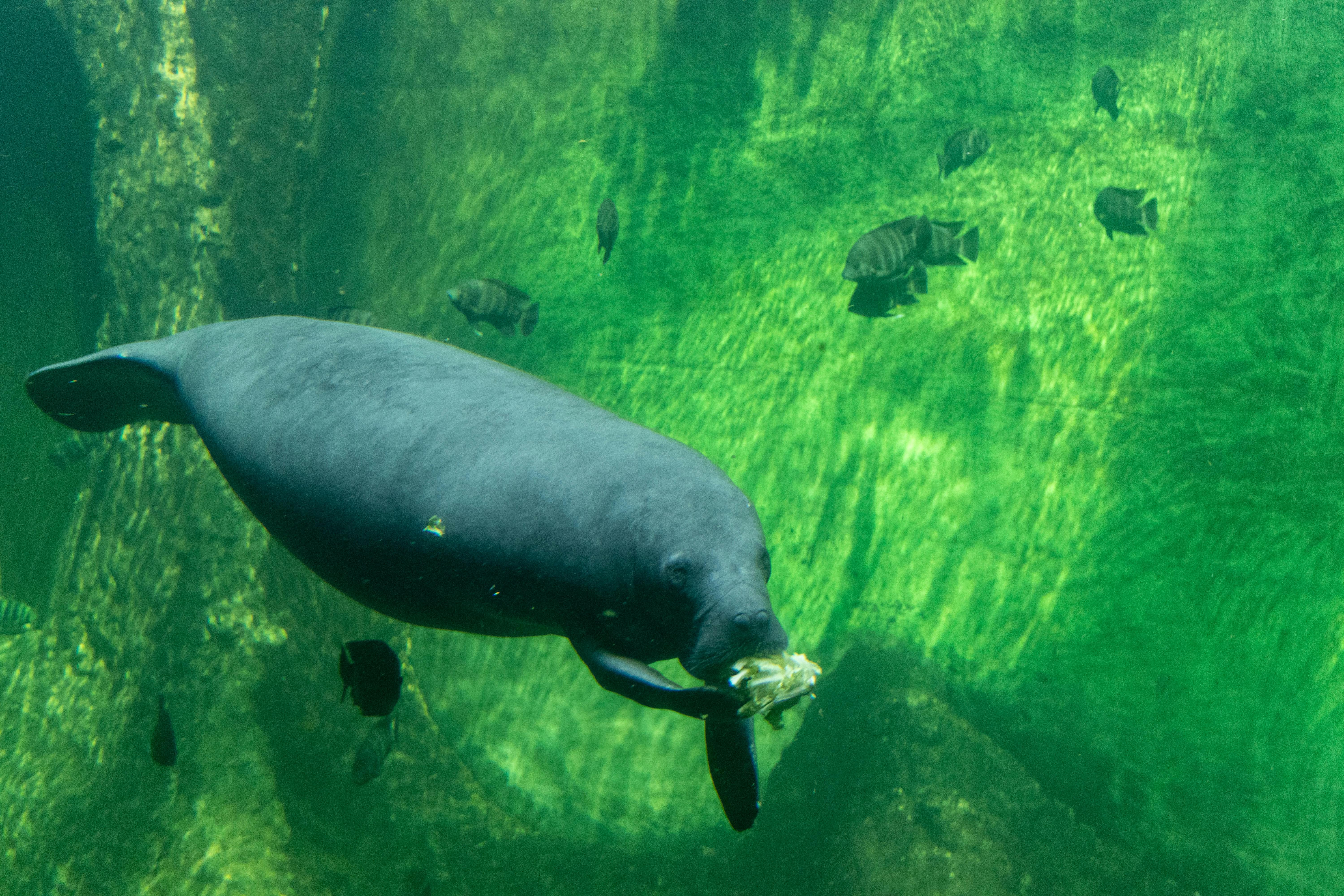 Free Manatee & HD Image