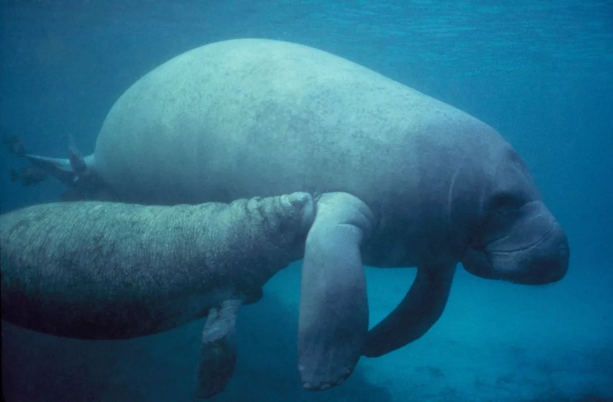 Fun Facts About Manatees