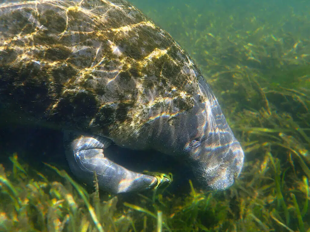 Cute Manatee Photo to Make You Smile