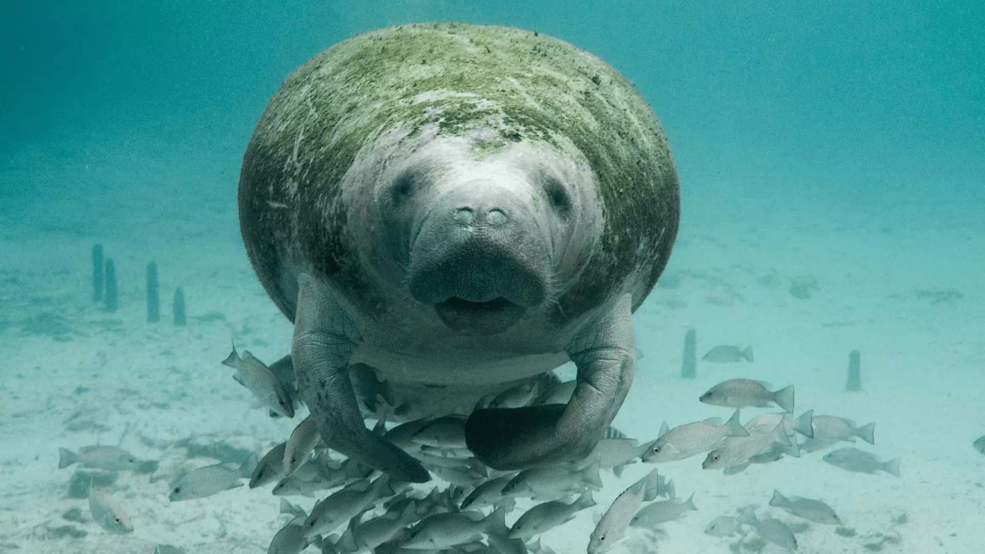 Manatee Sounds. Ocean Conservation