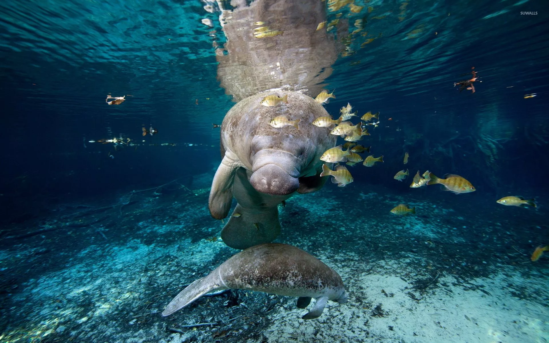 Manatee wallpaper wallpaper