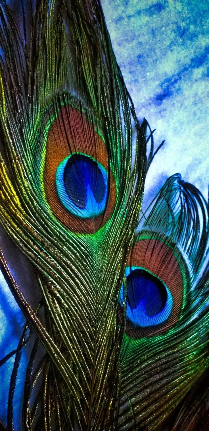 Peacock feather