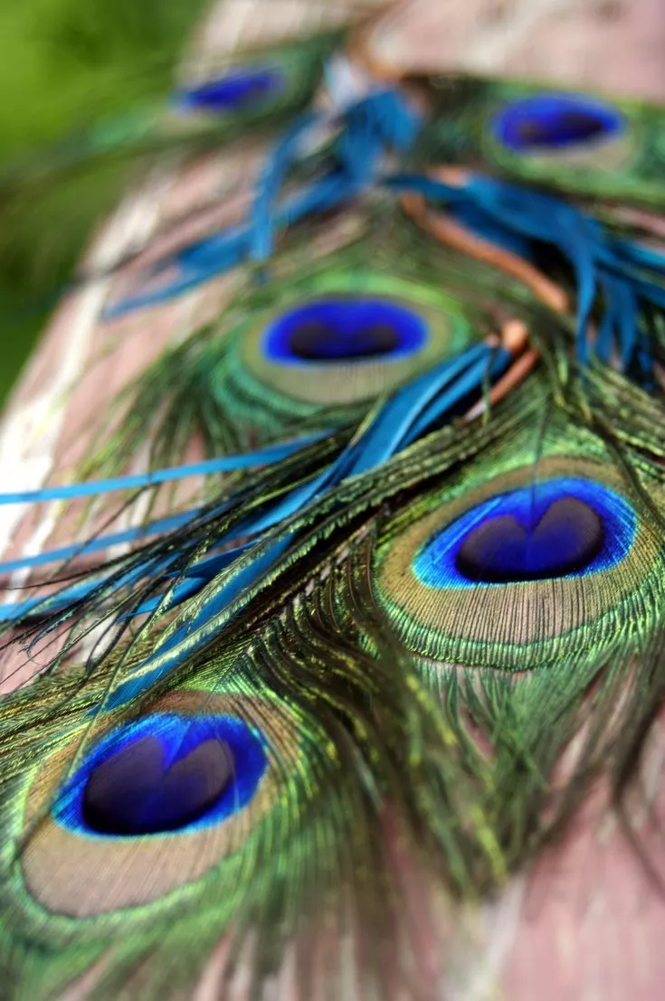 HD wallpaper: peacock, peacock feather