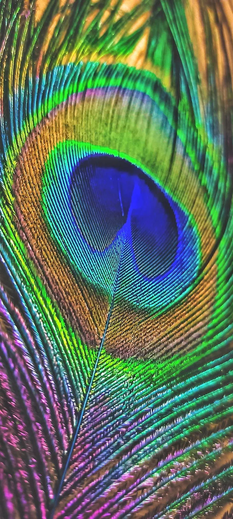 Peacock feather, feather, peacock, real