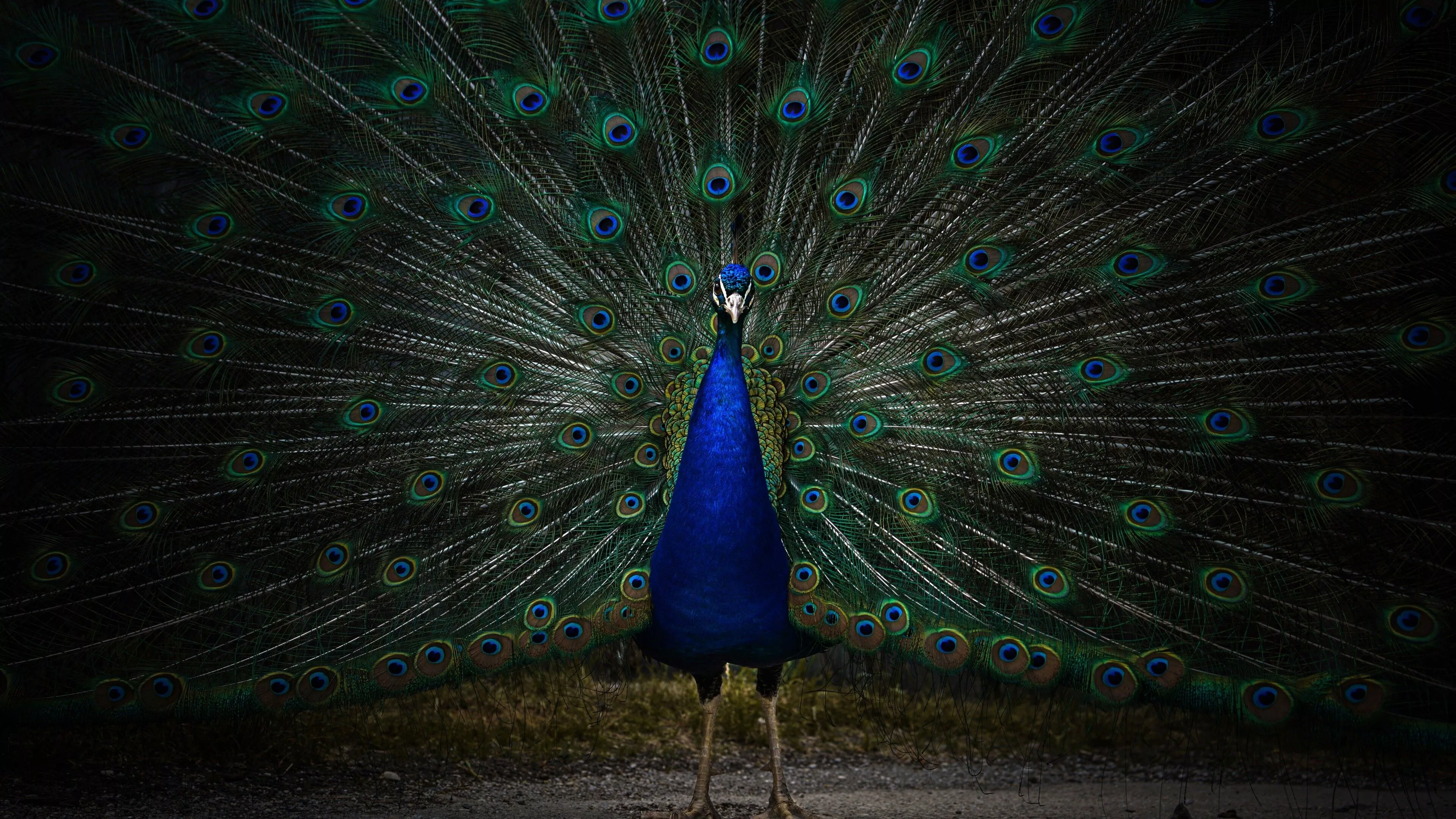 Peacock Wallpaper