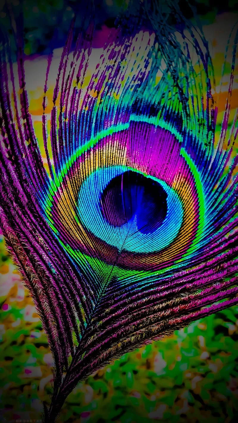 Peacock Feathers, feather, peacock, with, HD phone wallpaper