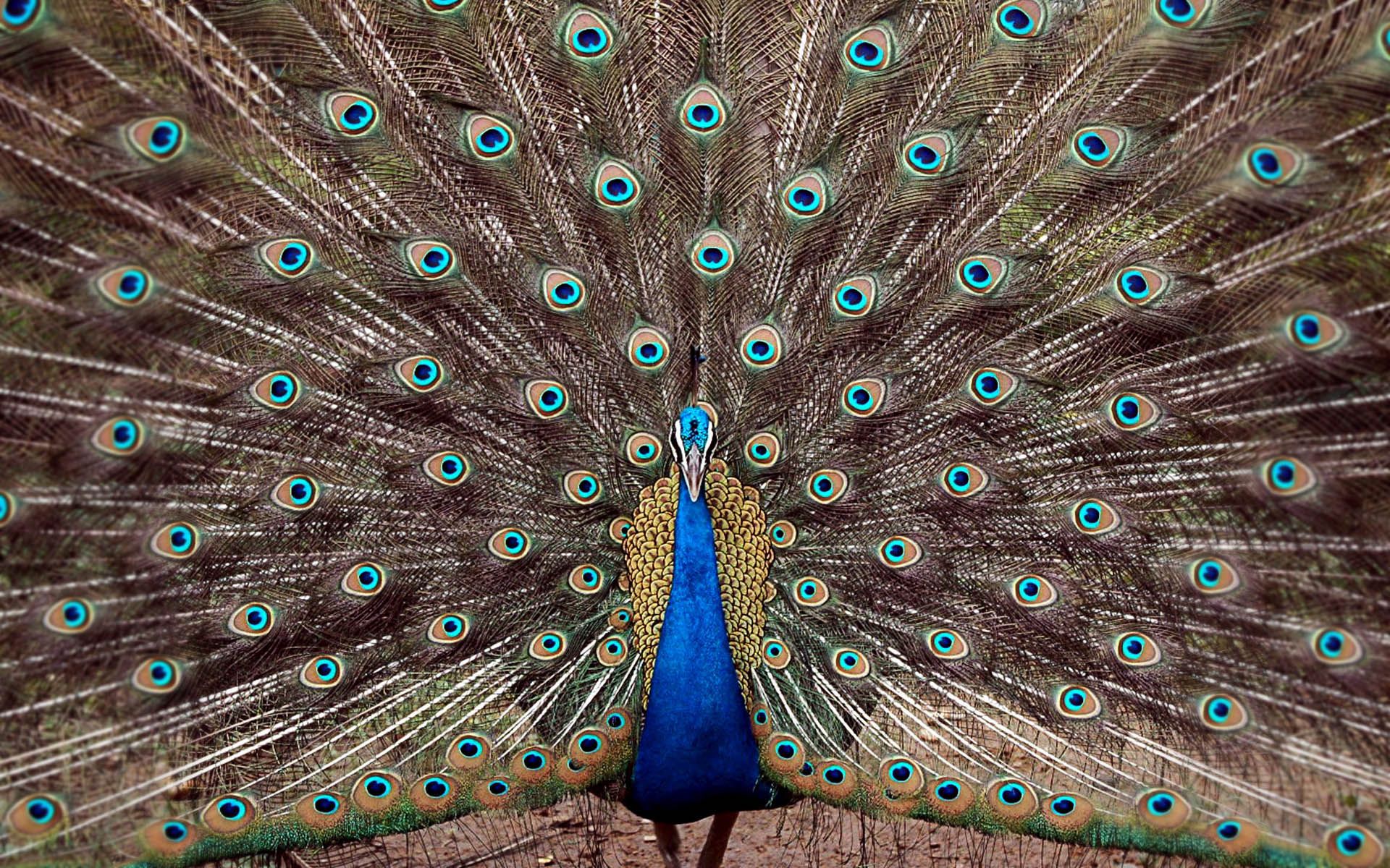 Peacock Feather Display HD Wallpaper